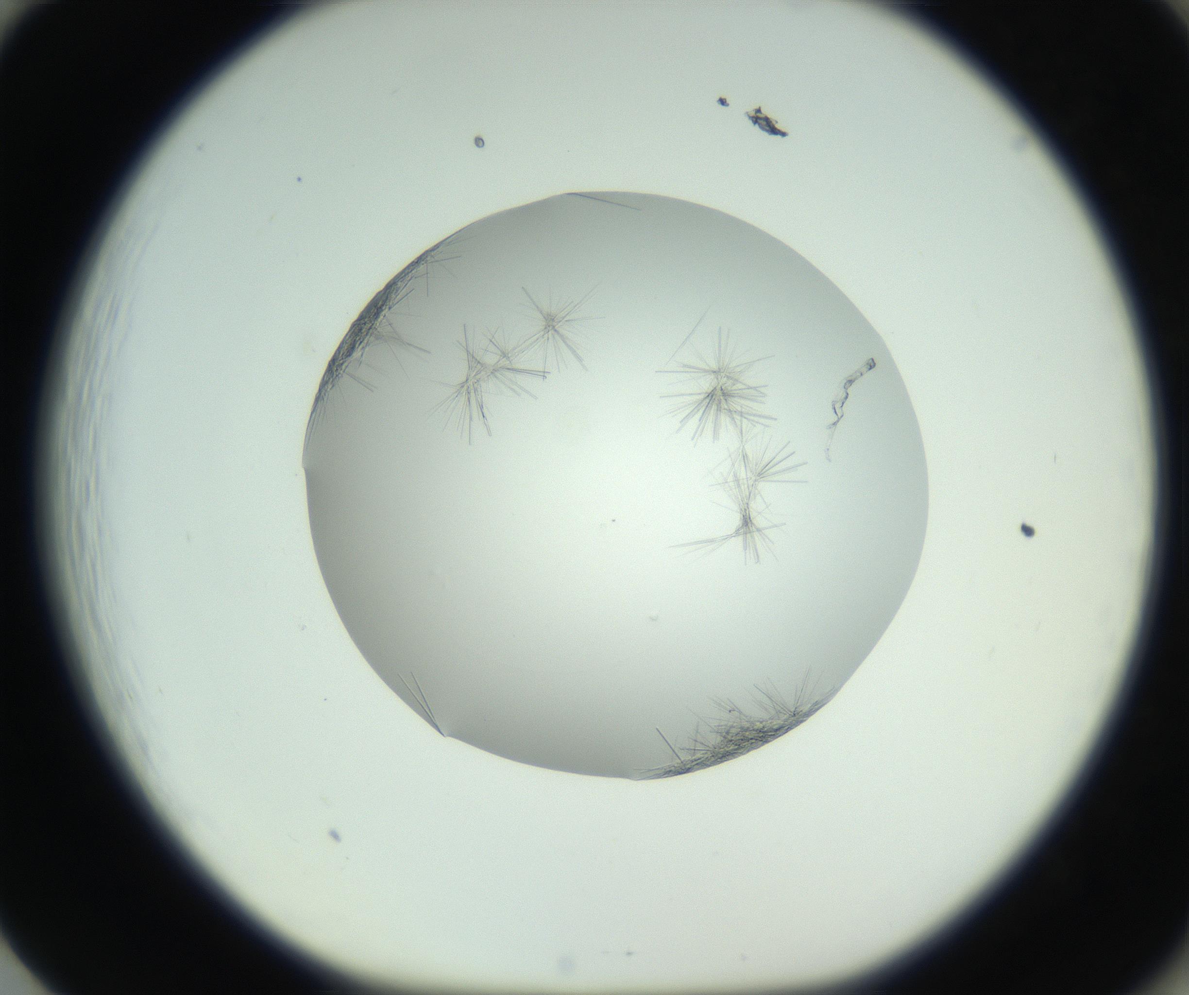 RI01_03_000_0212_Proj1_Clon1_MC_0000MC102798_002_160930_01_08_01_00_99_002_001_RAI.jpg