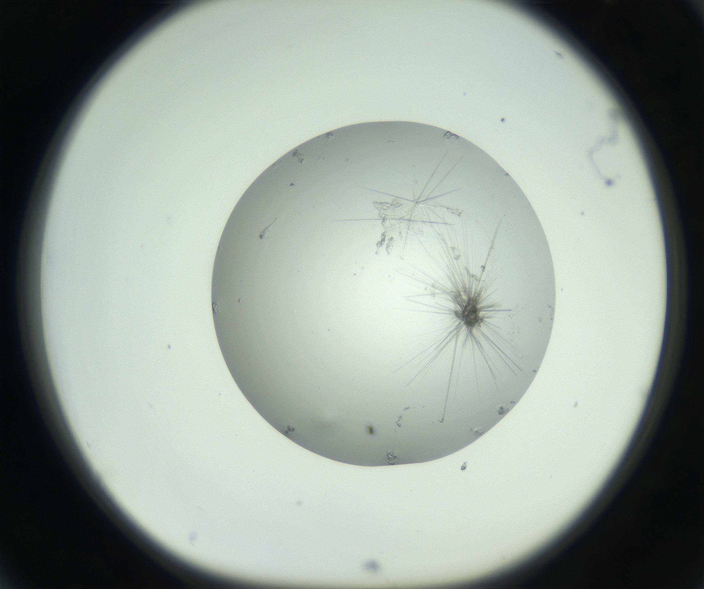 RI01_03_000_0212_Proj1_Clon1_MC_0000MC102798_002_160930_04_06_01_00_99_002_001_RAI.jpg