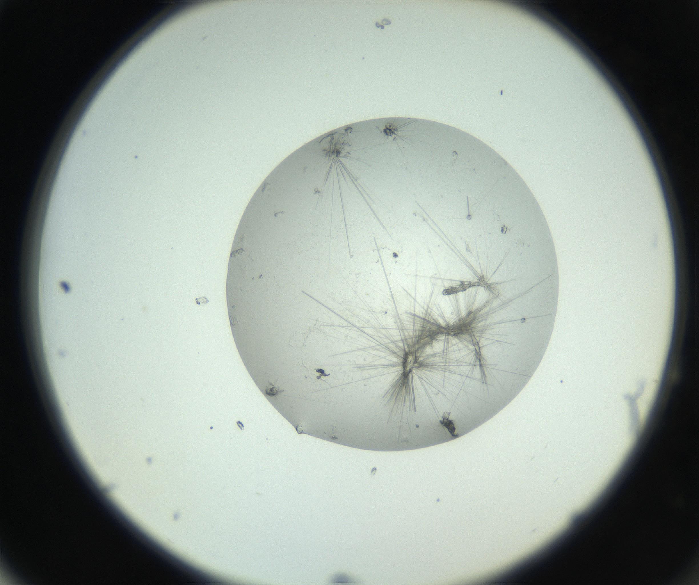 RI01_03_000_0212_Proj1_Clon1_MC_0000MC102798_002_160930_04_06_02_00_99_002_001_RAI.jpg