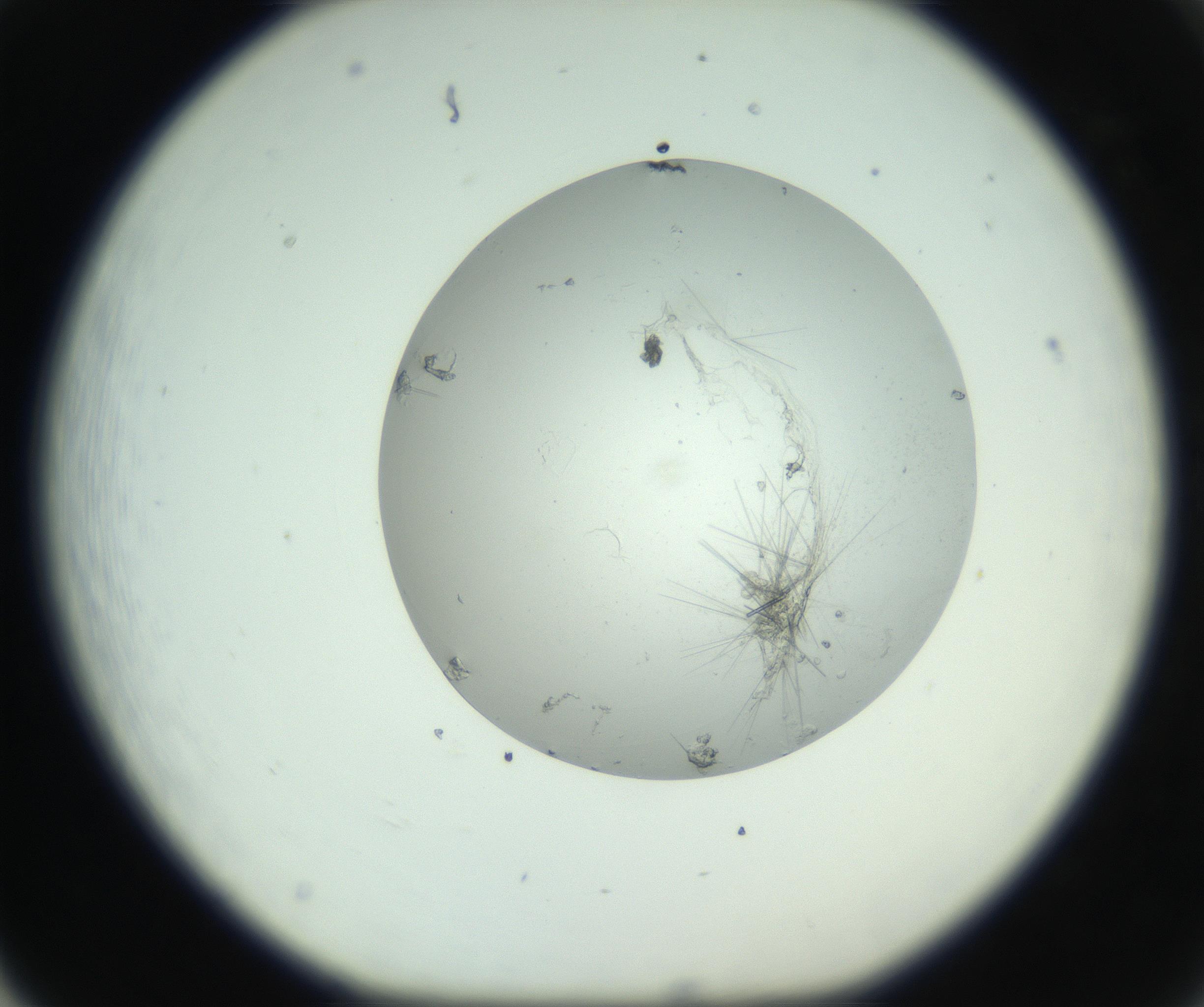 RI01_03_000_0212_Proj1_Clon1_MC_0000MC102798_002_160930_05_06_01_00_99_002_001_RAI.jpg