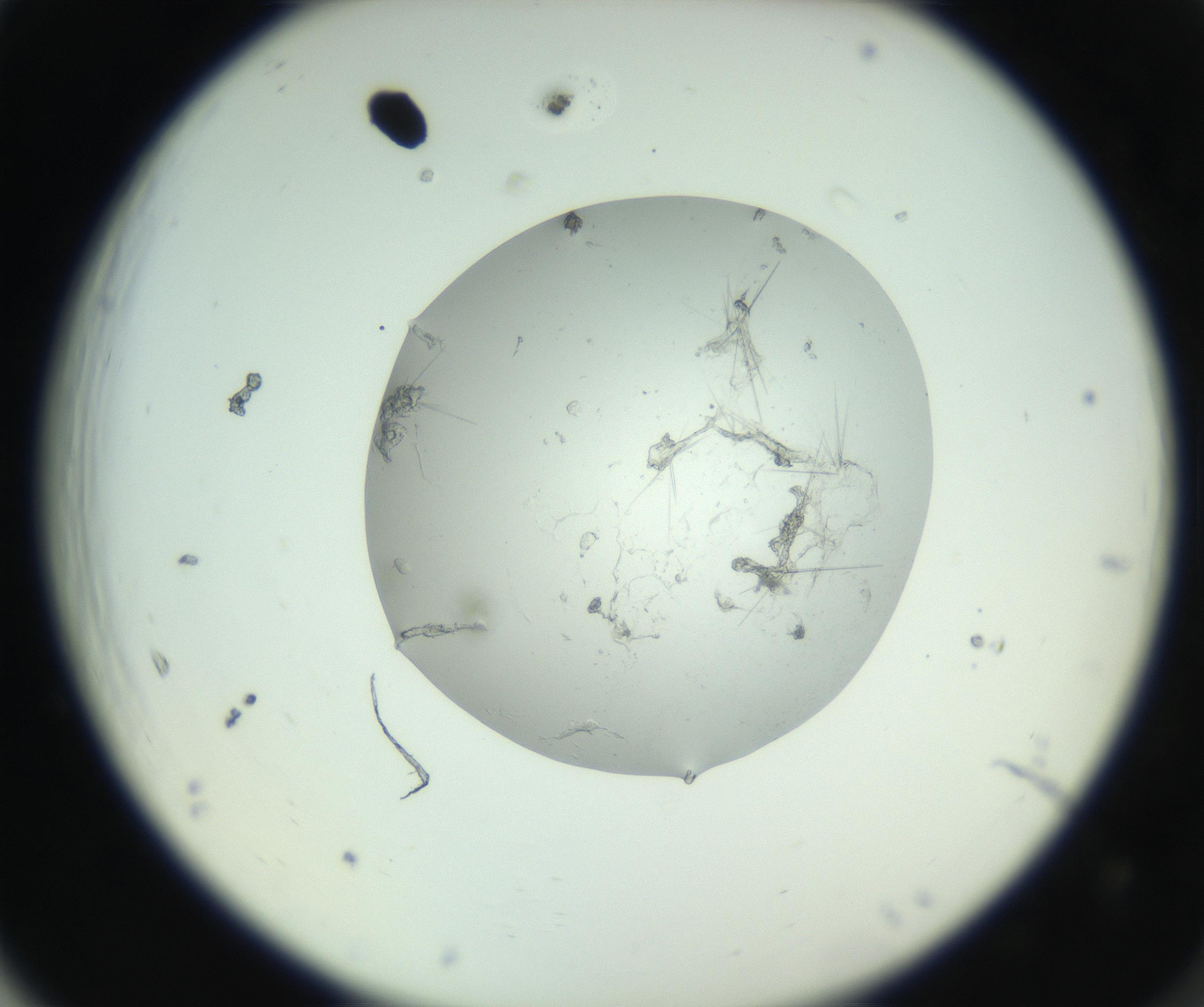 RI01_03_000_0212_Proj1_Clon1_MC_0000MC102798_002_160930_05_06_02_00_99_002_001_RAI.jpg