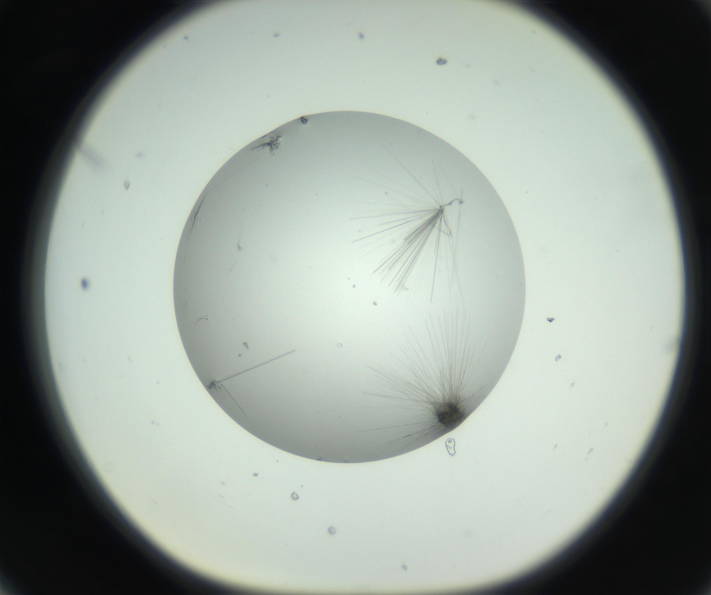 RI01_03_000_0212_Proj1_Clon1_MC_0000MC102798_002_160930_06_07_01_00_99_002_001_RAI.jpg