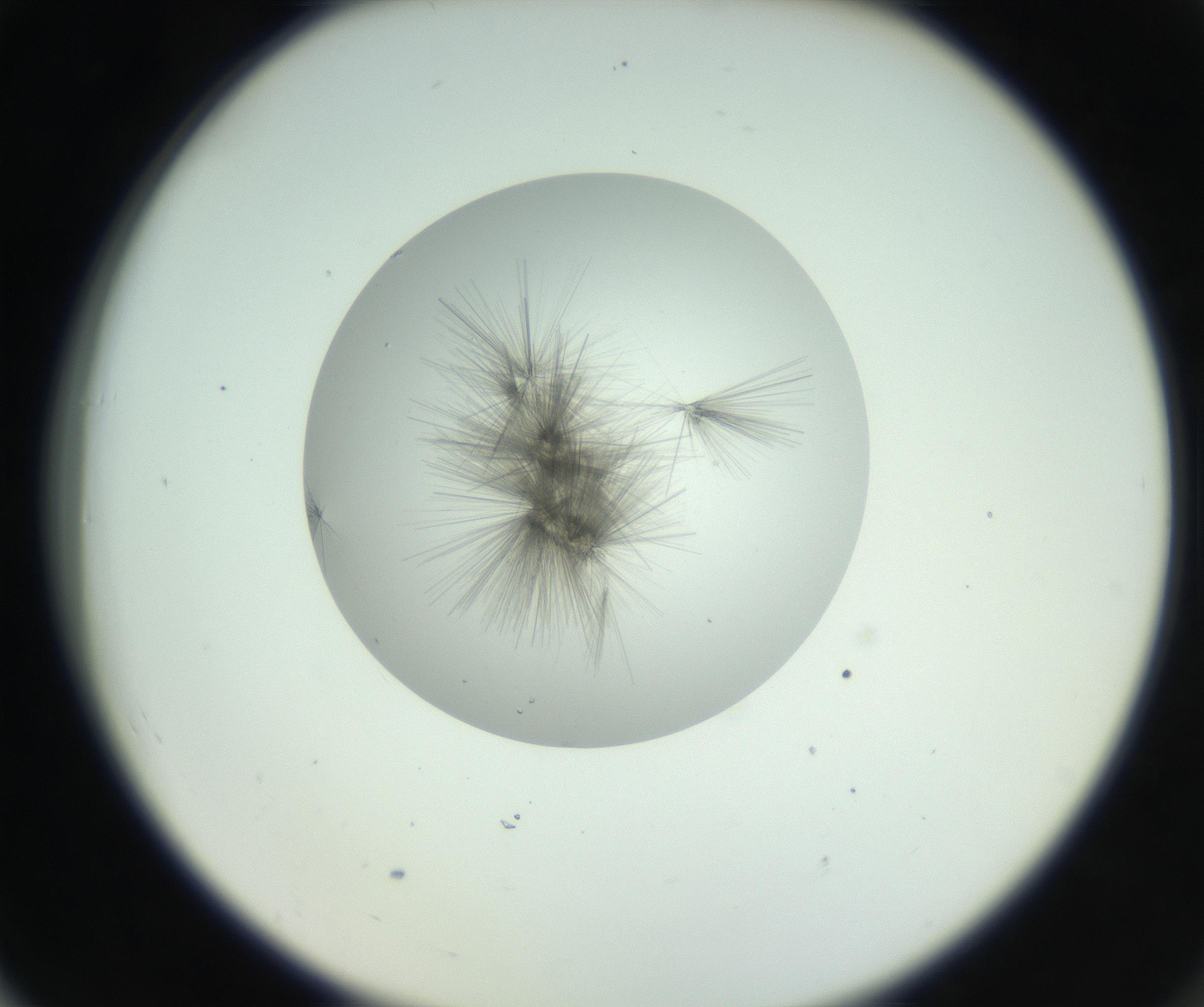 RI01_03_000_0212_Proj1_Clon1_MC_0000MC102798_002_160930_06_07_02_00_99_002_001_RAI.jpg