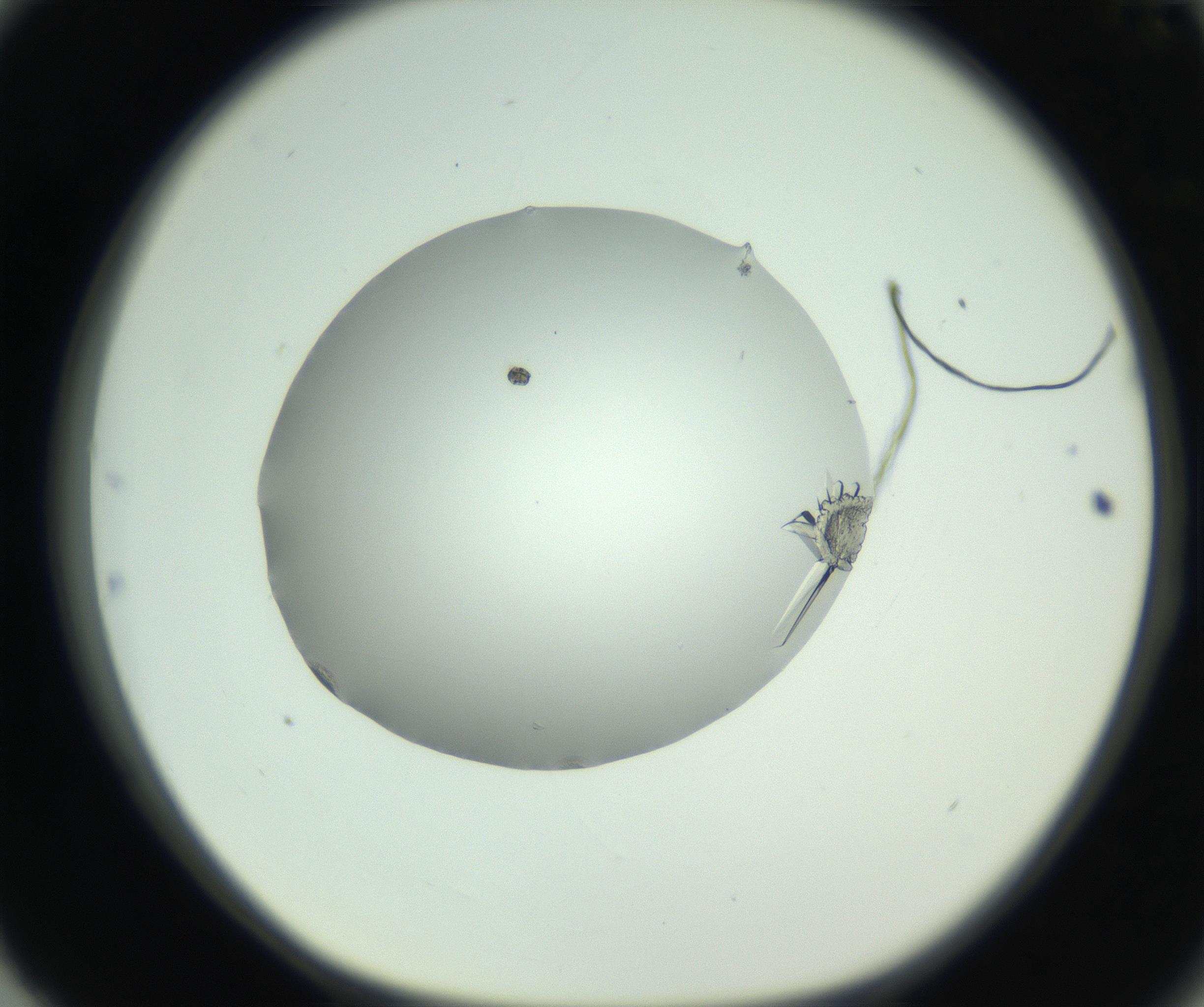 RI01_03_000_0212_Proj1_Clon1_MC_0000MC102798_004_161004_03_08_01_00_99_002_001_RAI.jpg