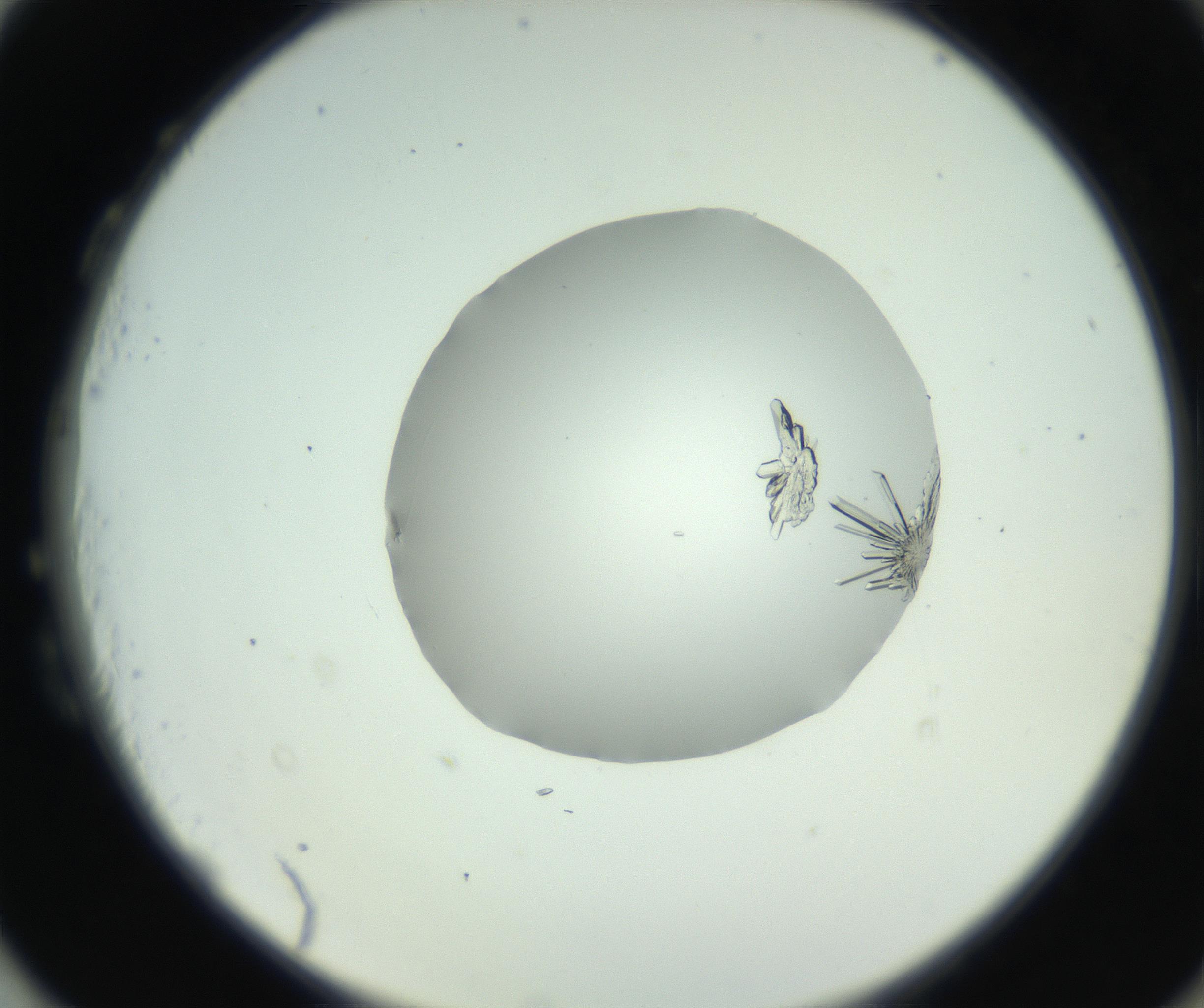 RI01_03_000_0212_Proj1_Clon1_MC_0000MC102798_004_161004_03_08_02_00_99_002_001_RAI.jpg