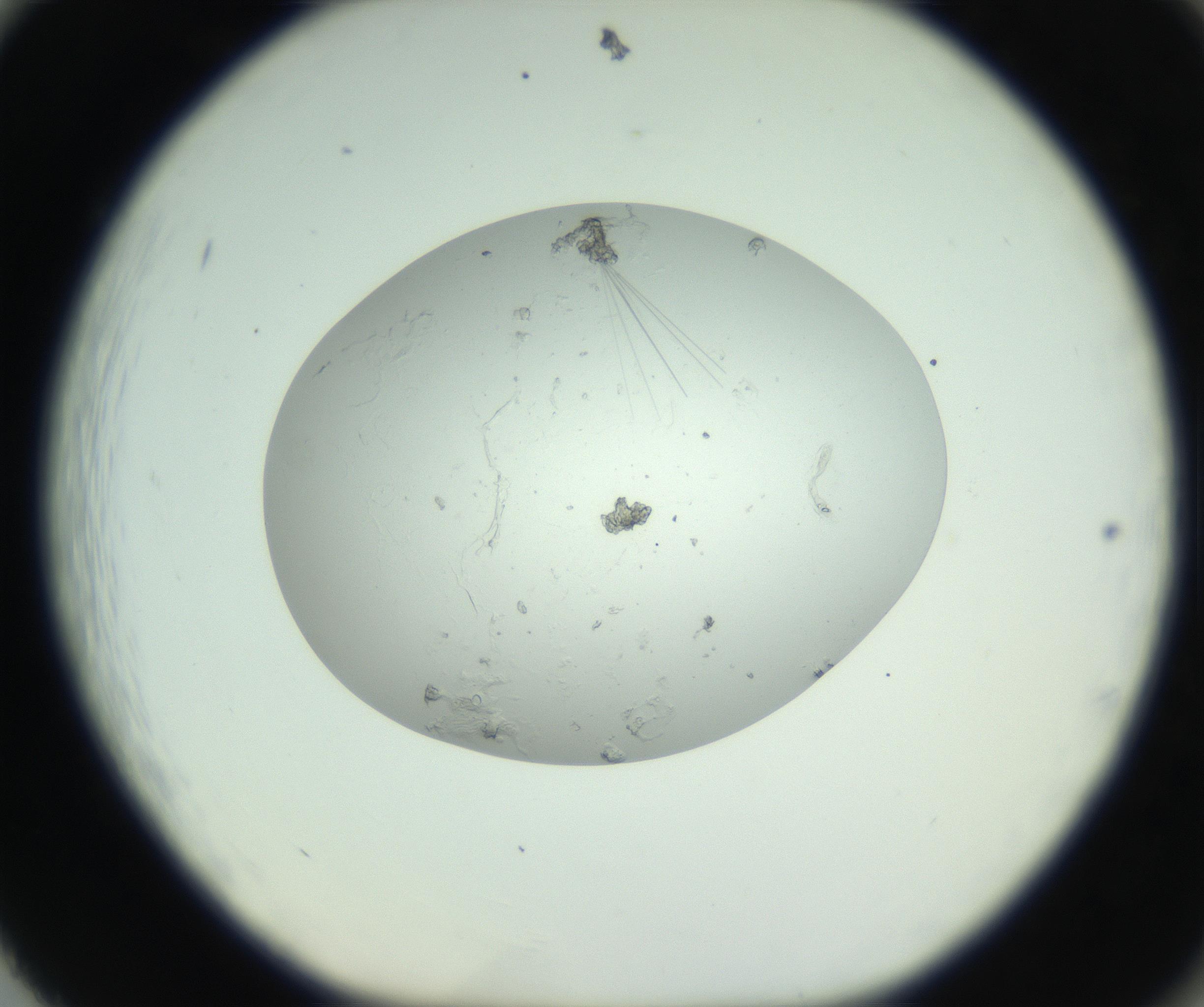 RI01_03_000_0212_Proj1_Clon1_MC_0000MC102798_005_161006_02_08_01_00_99_002_001_RAI.jpg