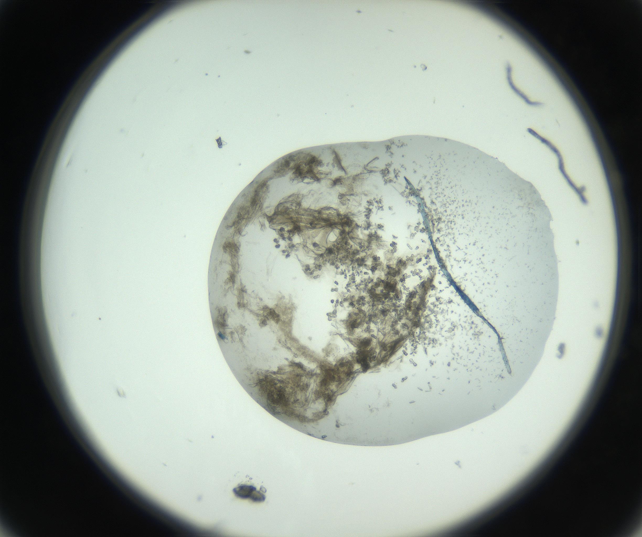 RI01_03_000_0212_Proj1_Clon1_MC_0000MC102798_005_161006_03_02_02_00_99_002_001_RAI.jpg