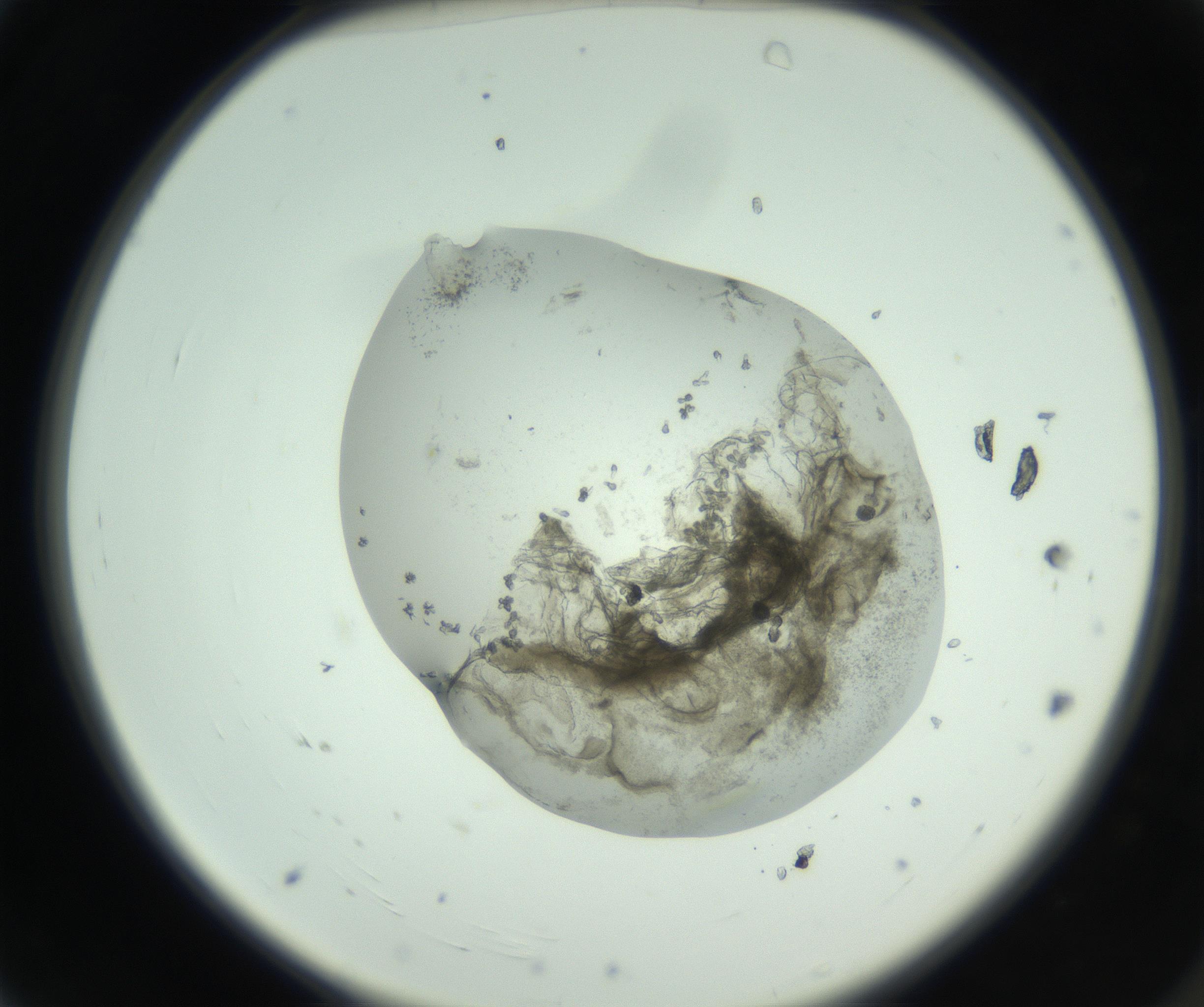 RI01_03_000_0212_Proj1_Clon1_MC_0000MC102798_005_161006_04_01_02_00_99_002_001_RAI.jpg
