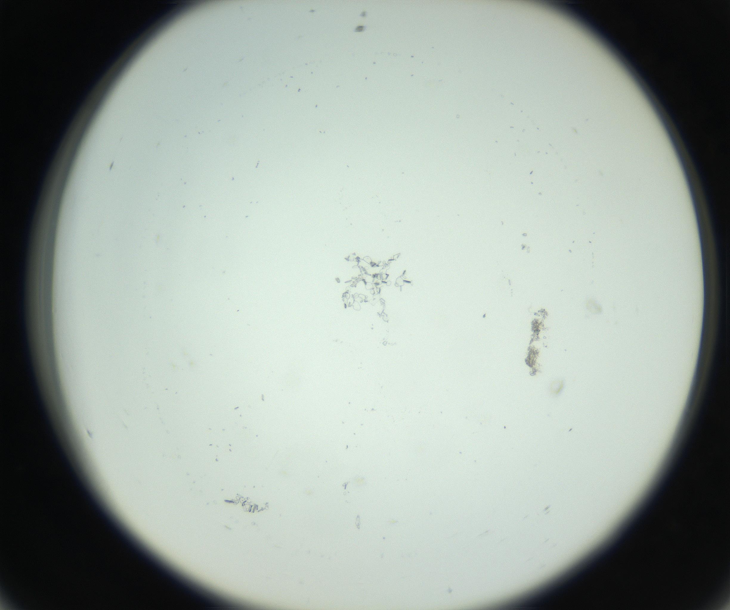 RI01_03_000_0212_Proj1_Clon1_MC_0000MC102799_004_161005_08_05_02_00_99_002_001_RAI.jpg