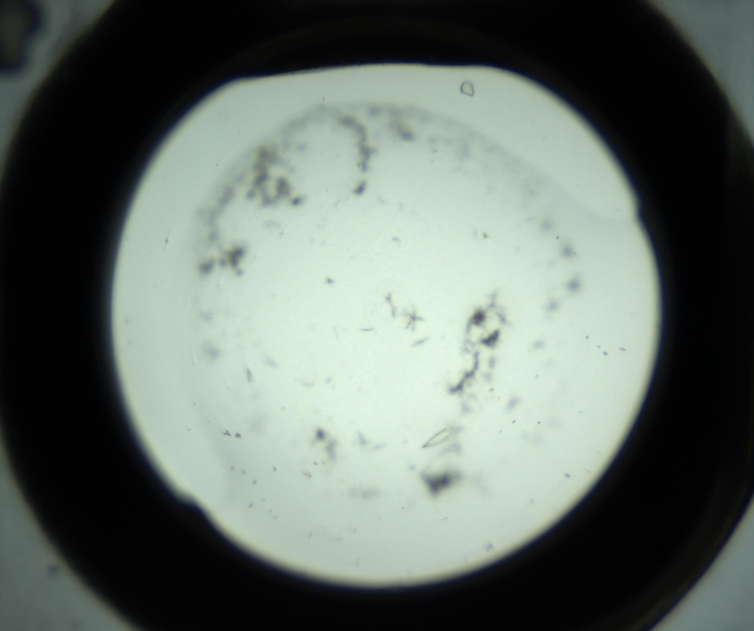 RI01_03_000_0212_Proj1_Clon1_MC_0000MC102799_010_161104_04_01_02_00_98_002_001_RAI.jpg