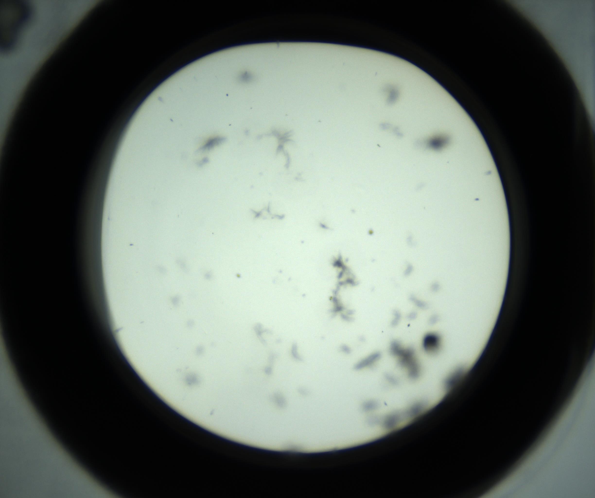 RI01_03_000_0212_Proj1_Clon1_MC_0000MC102799_010_161104_04_02_02_00_98_002_001_RAI.jpg