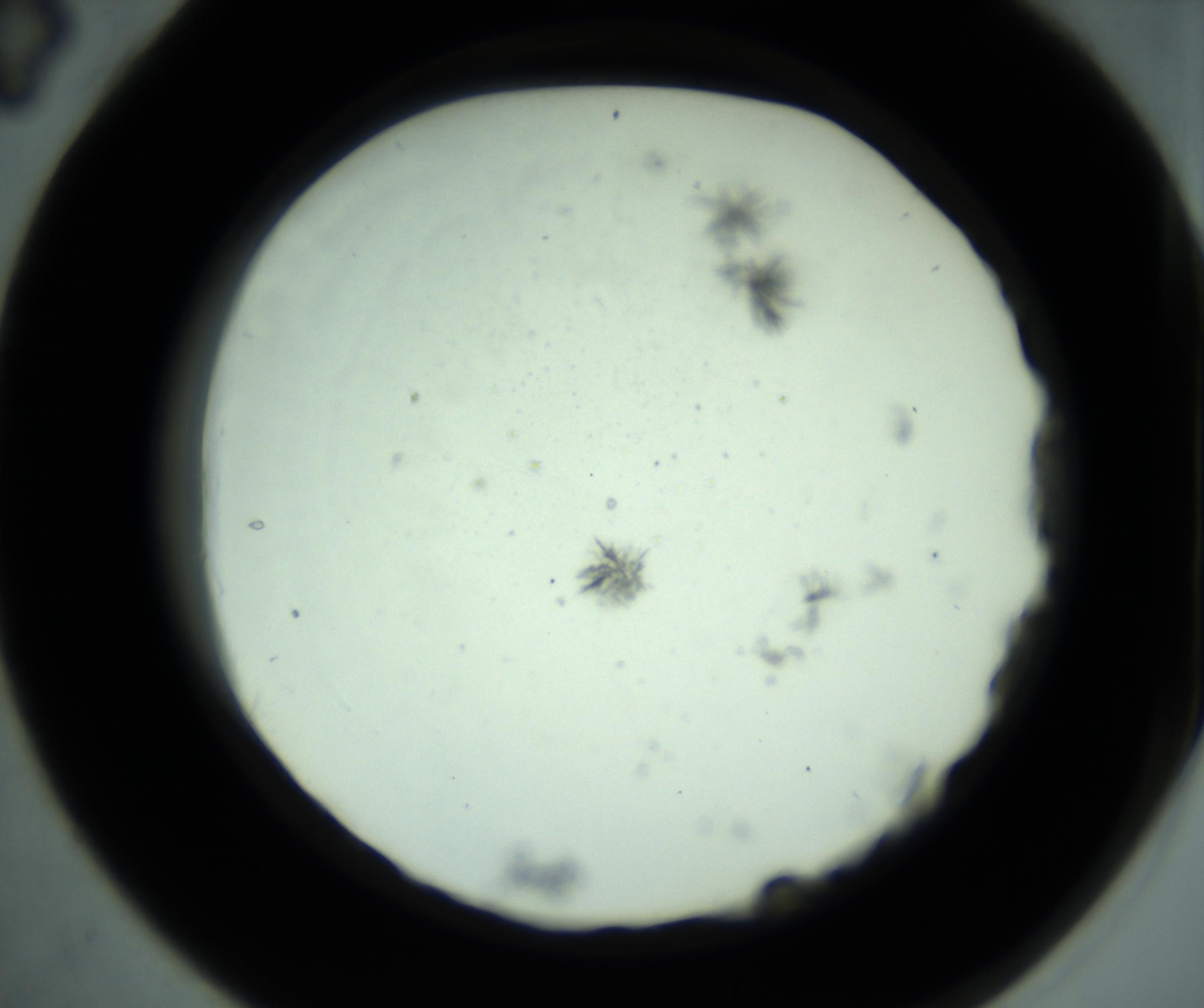 RI01_03_000_0212_Proj1_Clon1_MC_0000MC102799_010_161104_04_03_02_00_98_002_001_RAI.jpg