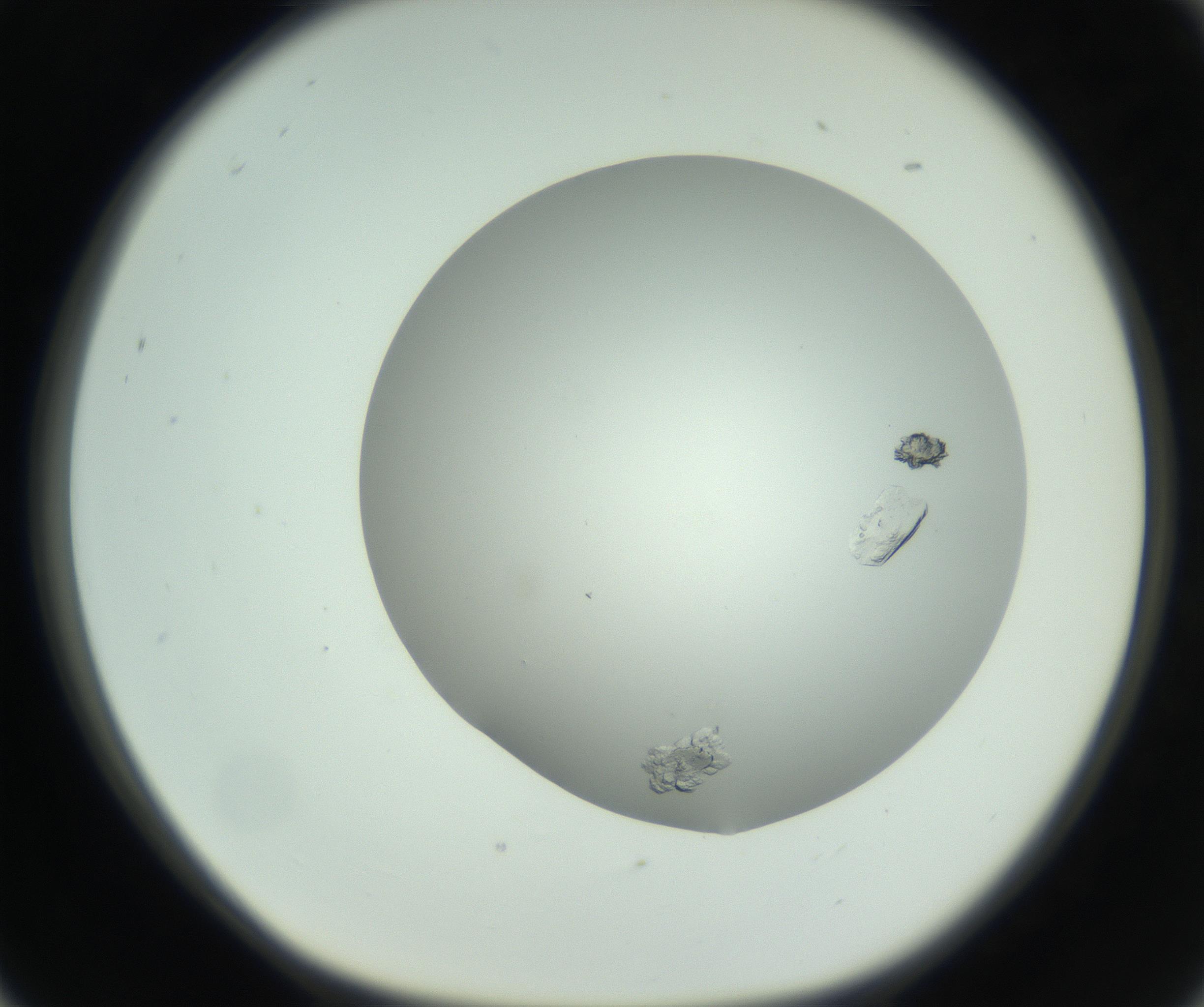 RI01_03_000_0212_Proj1_Clon1_MC_0000MC102800_002_161005_05_02_01_00_99_002_001_RAI.jpg