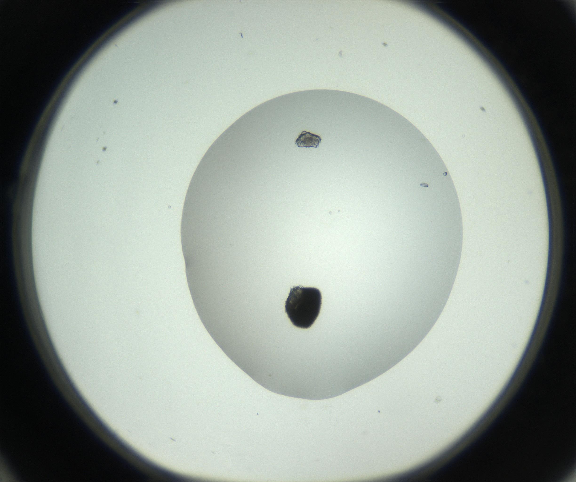 RI01_03_000_0212_Proj1_Clon1_MC_0000MC102800_002_161005_10_02_01_00_99_002_001_RAI.jpg