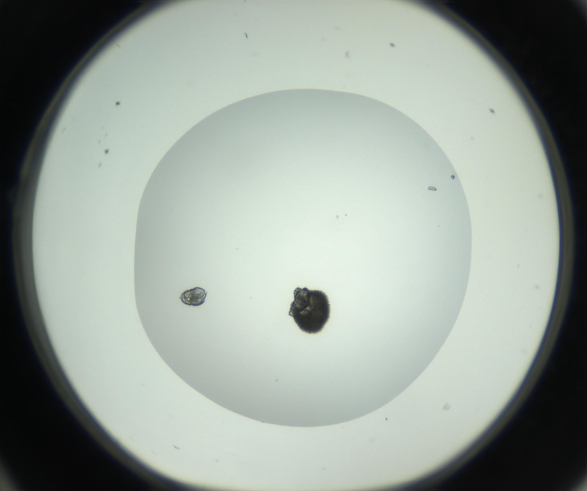RI01_03_000_0212_Proj1_Clon1_MC_0000MC102800_004_161009_10_02_01_00_99_002_001_RAI.jpg