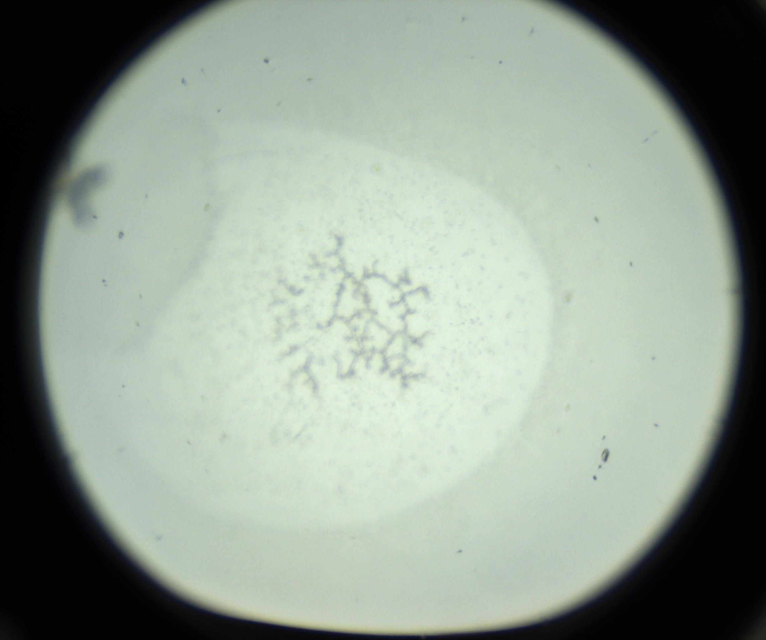 RI01_03_000_0212_Proj1_Clon1_MC_0000MC102800_006_161014_12_06_01_00_98_002_001_RAI.jpg