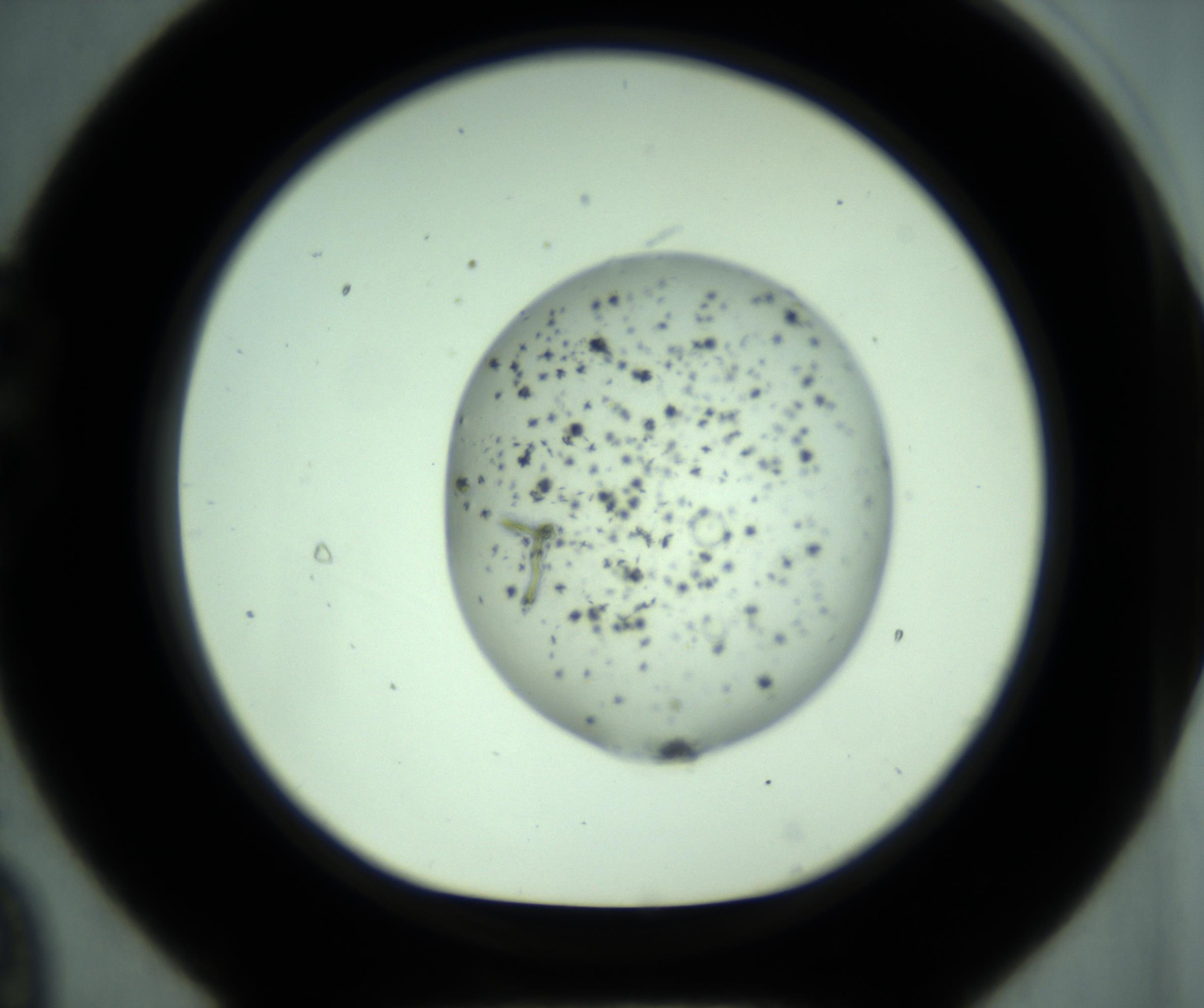 RI01_03_000_0212_Proj1_Clon1_MC_0000MC102800_013_161130_09_02_01_00_98_002_001_RAI.jpg