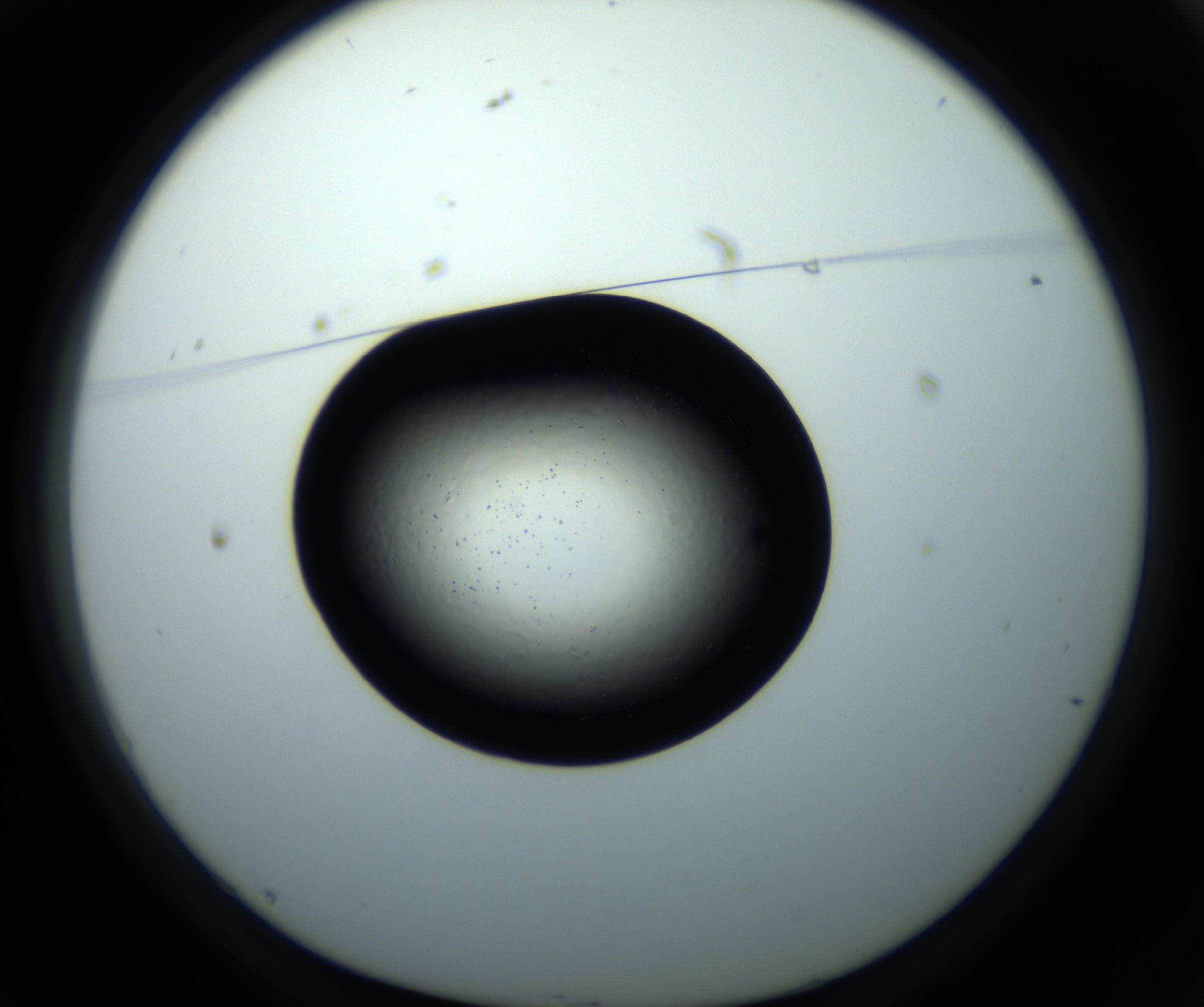 RI01_03_000_0212_Proj1_Clon1_MC_0000MC102801_005_161010_01_01_01_00_98_002_001_RAI.jpg