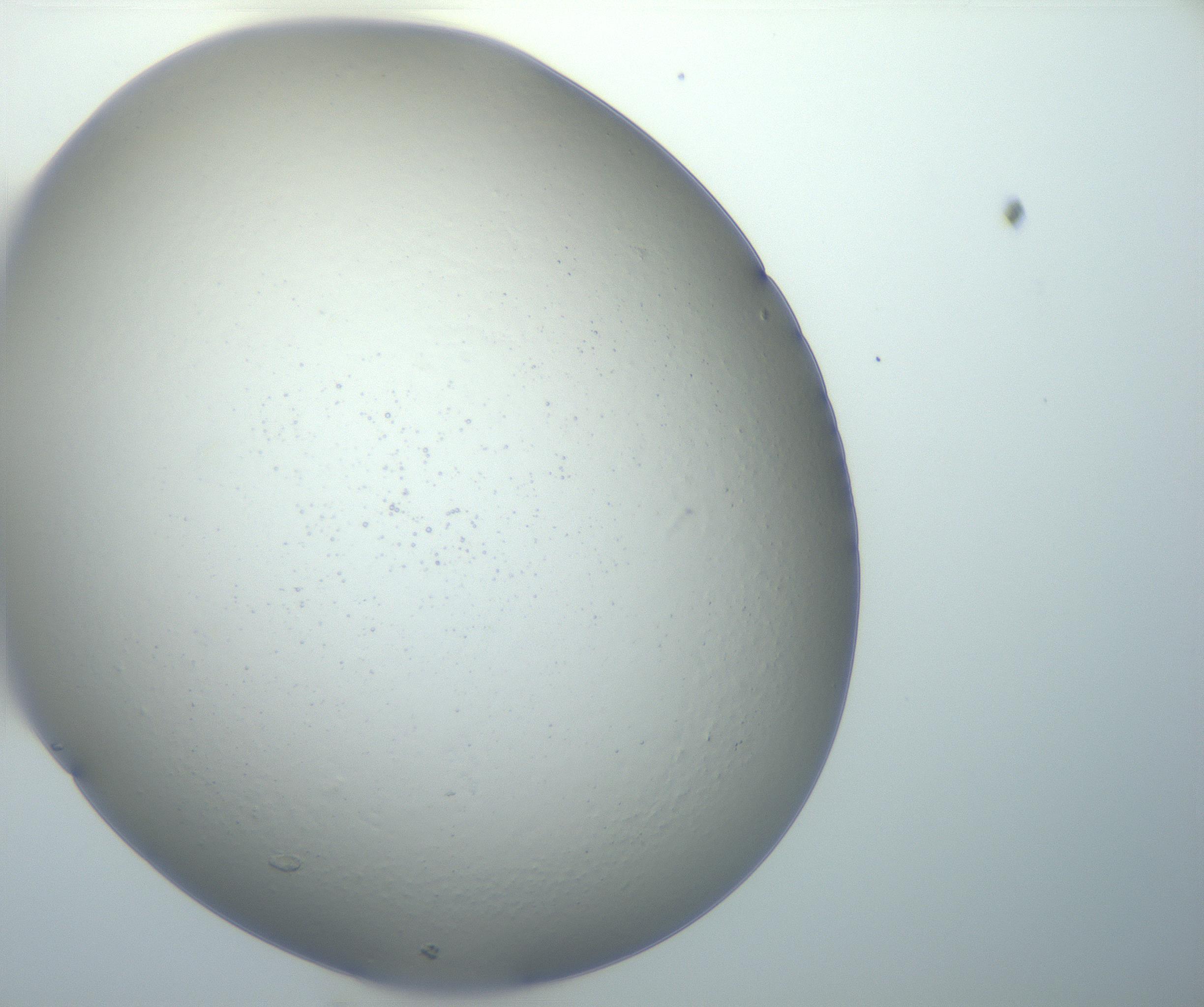 RI01_03_000_0212_Proj1_Clon1_MC_0000MC102801_006_161013_01_03_01_00_99_002_001_RAI.jpg
