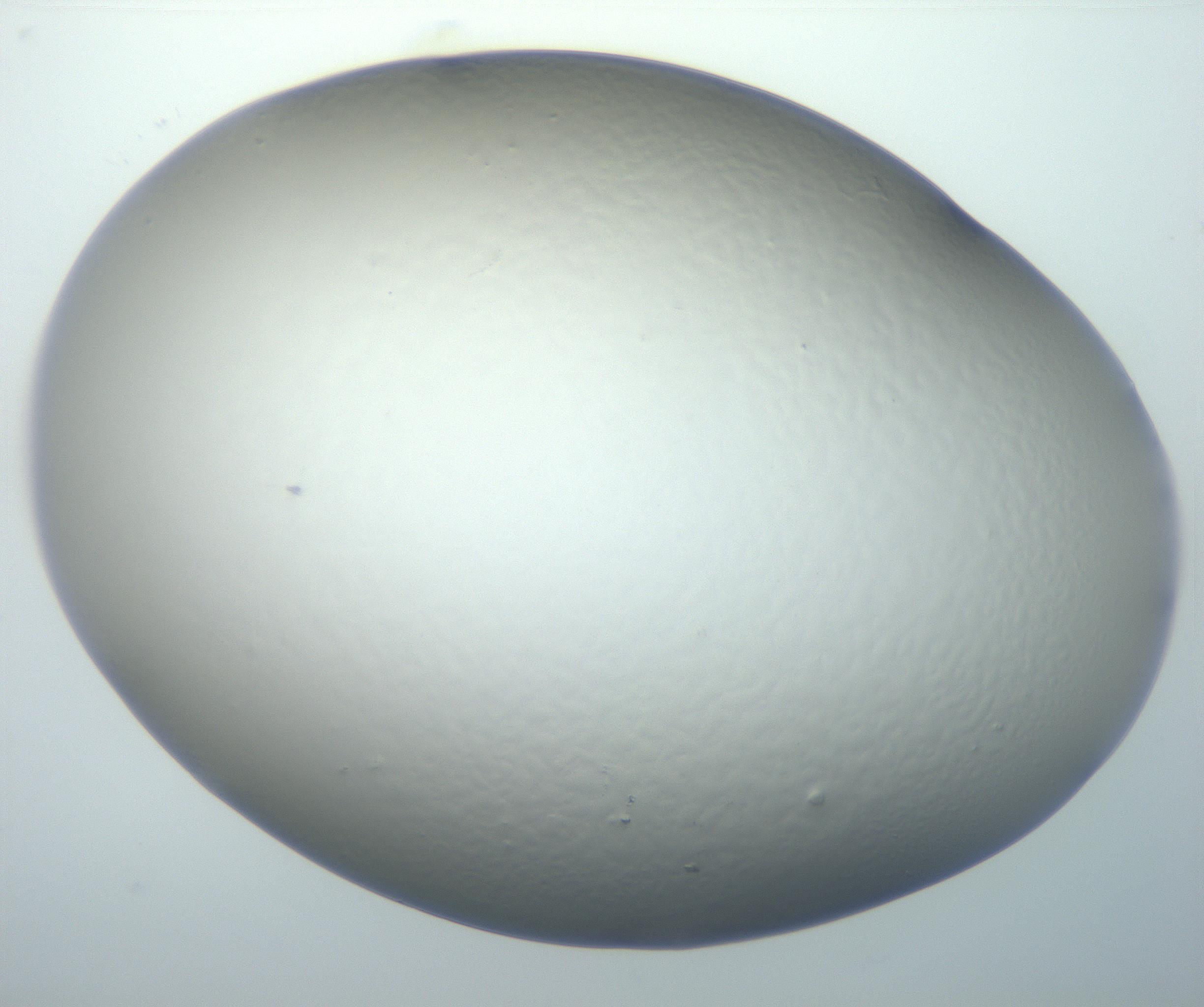RI01_03_000_0212_Proj1_Clon1_MC_0000MC102801_006_161013_01_08_01_00_99_002_001_RAI.jpg