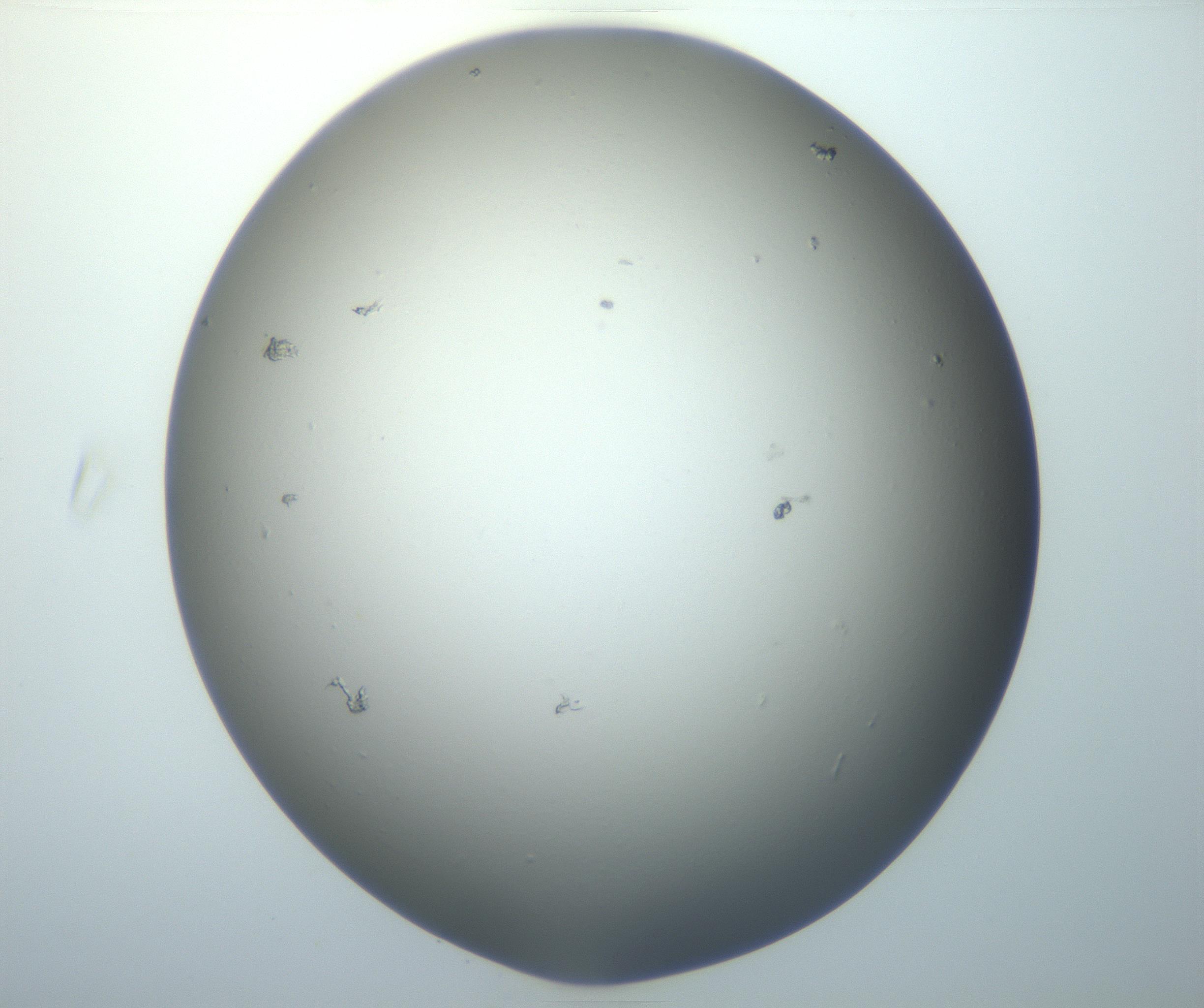 RI01_03_000_0212_Proj1_Clon1_MC_0000MC102801_006_161013_02_04_01_00_99_002_001_RAI.jpg