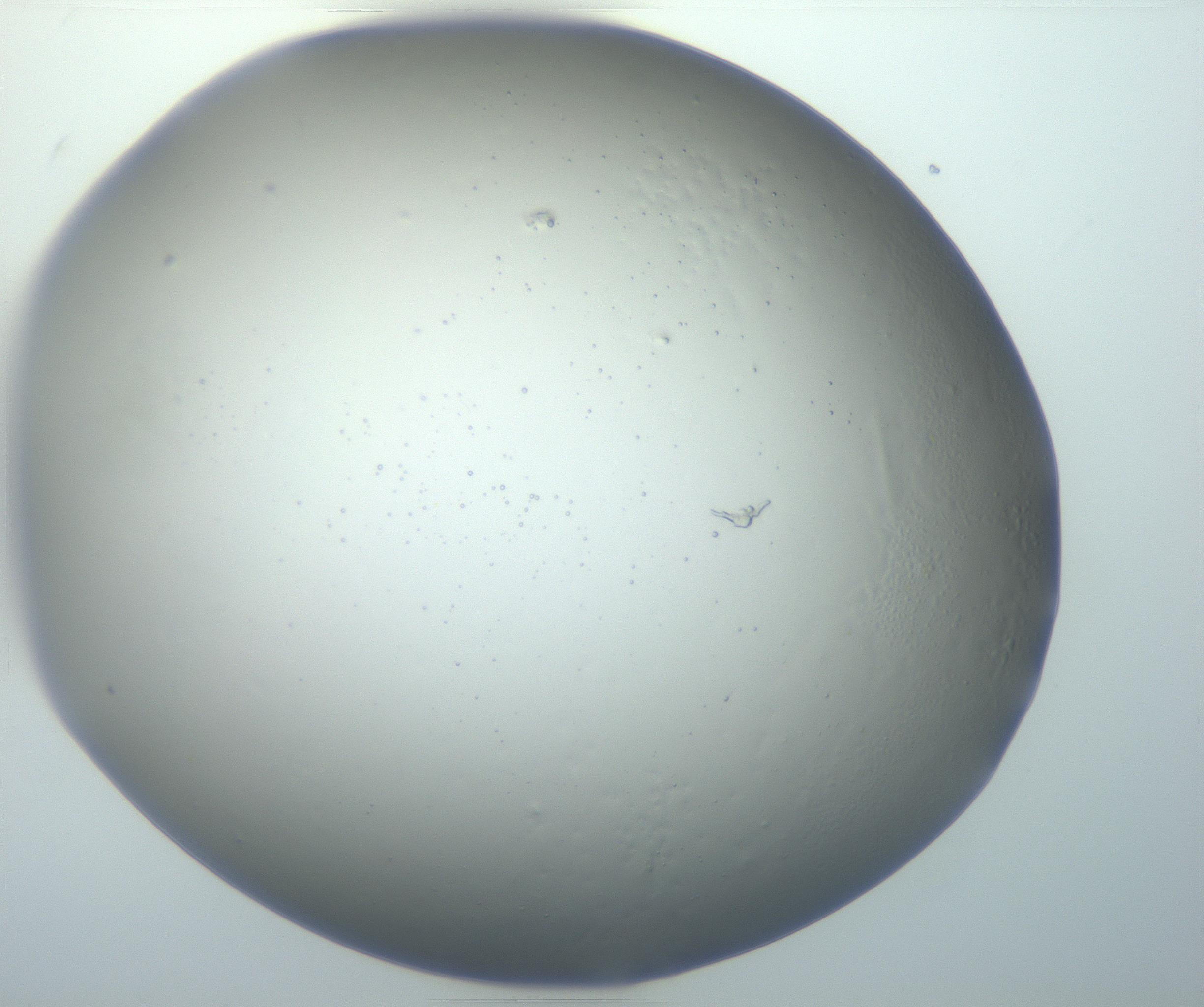 RI01_03_000_0212_Proj1_Clon1_MC_0000MC102801_006_161013_02_06_01_00_99_002_001_RAI.jpg