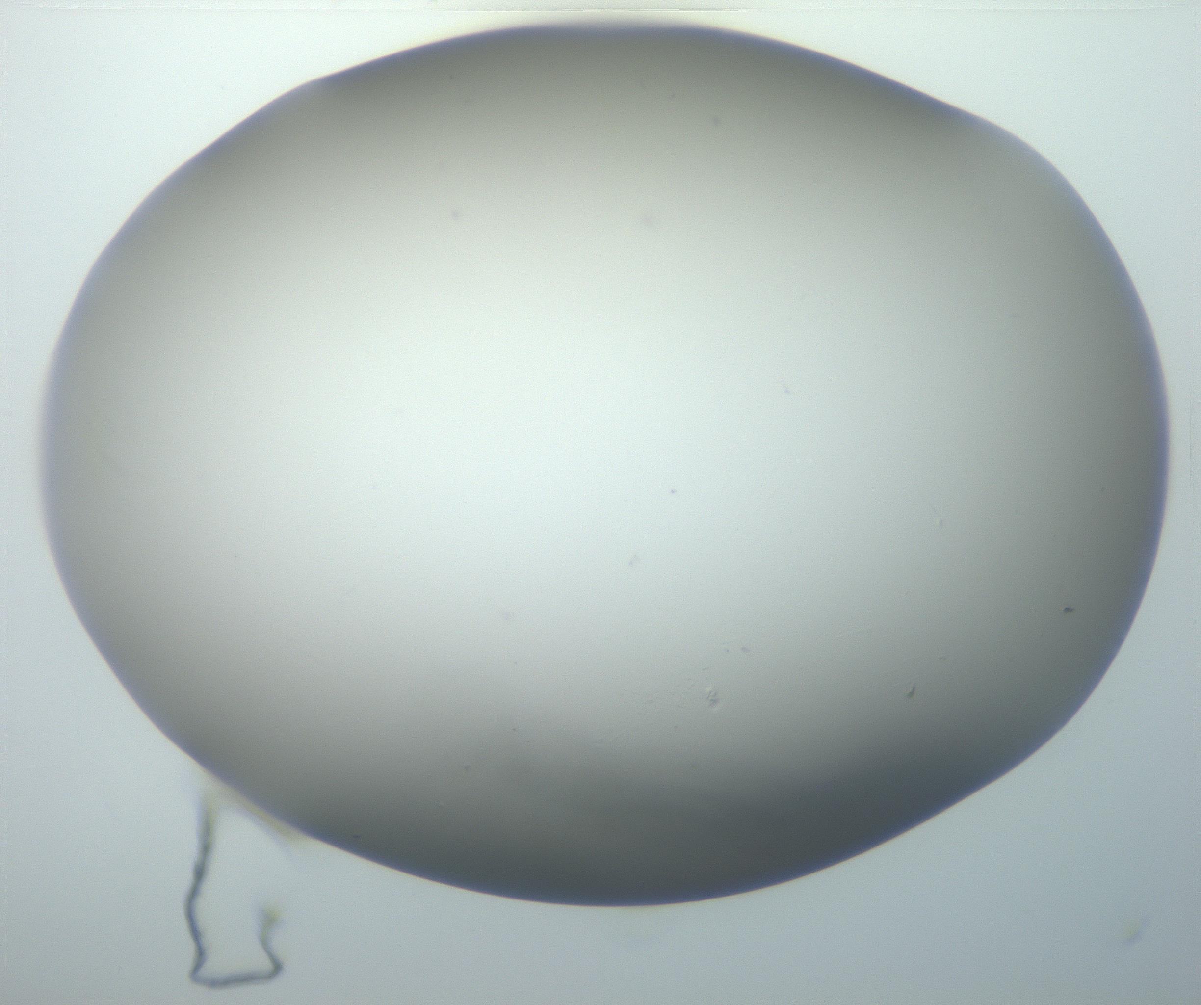RI01_03_000_0212_Proj1_Clon1_MC_0000MC102801_006_161013_02_08_01_00_99_002_001_RAI.jpg