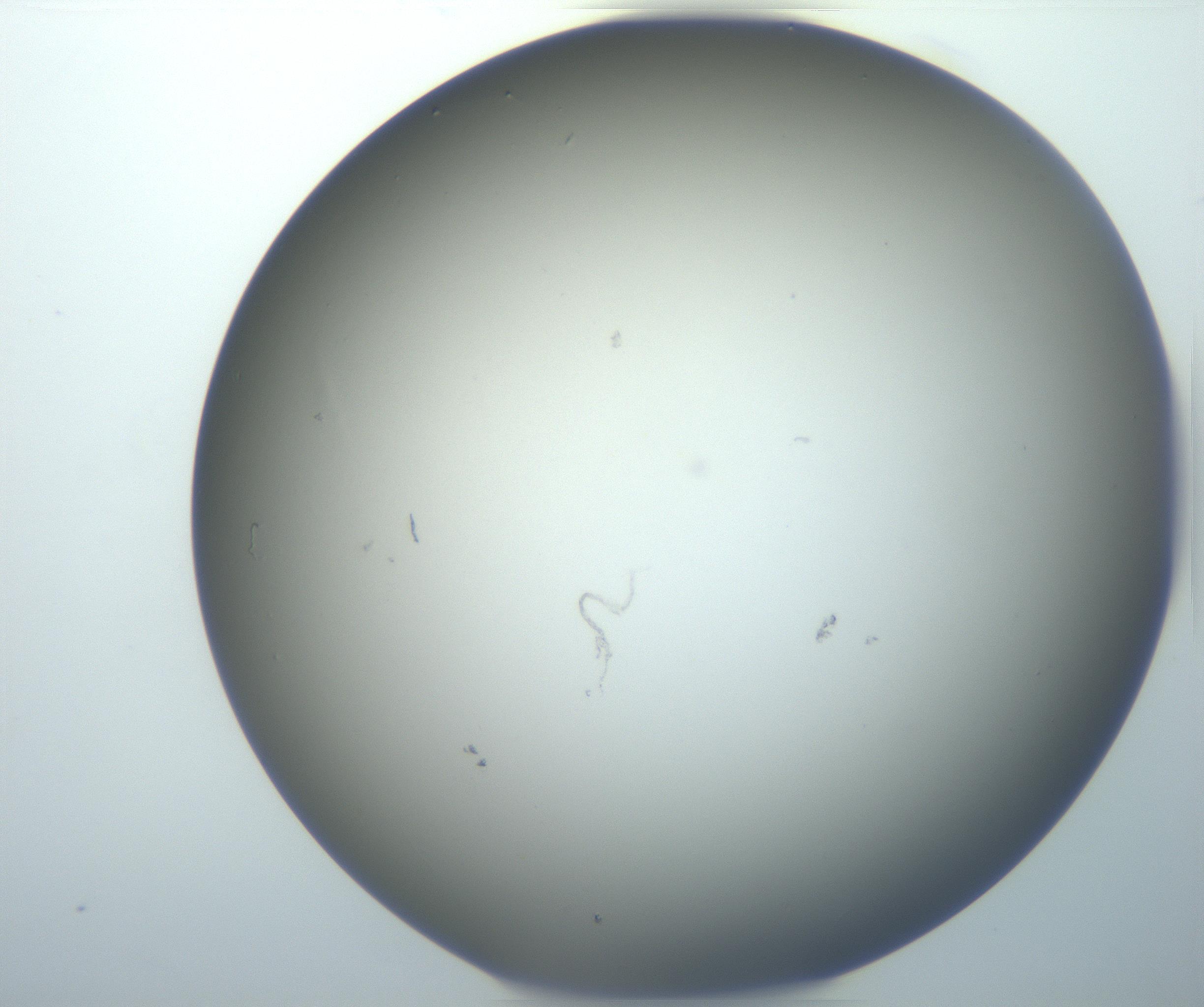 RI01_03_000_0212_Proj1_Clon1_MC_0000MC102801_006_161013_03_01_02_00_99_002_001_RAI.jpg