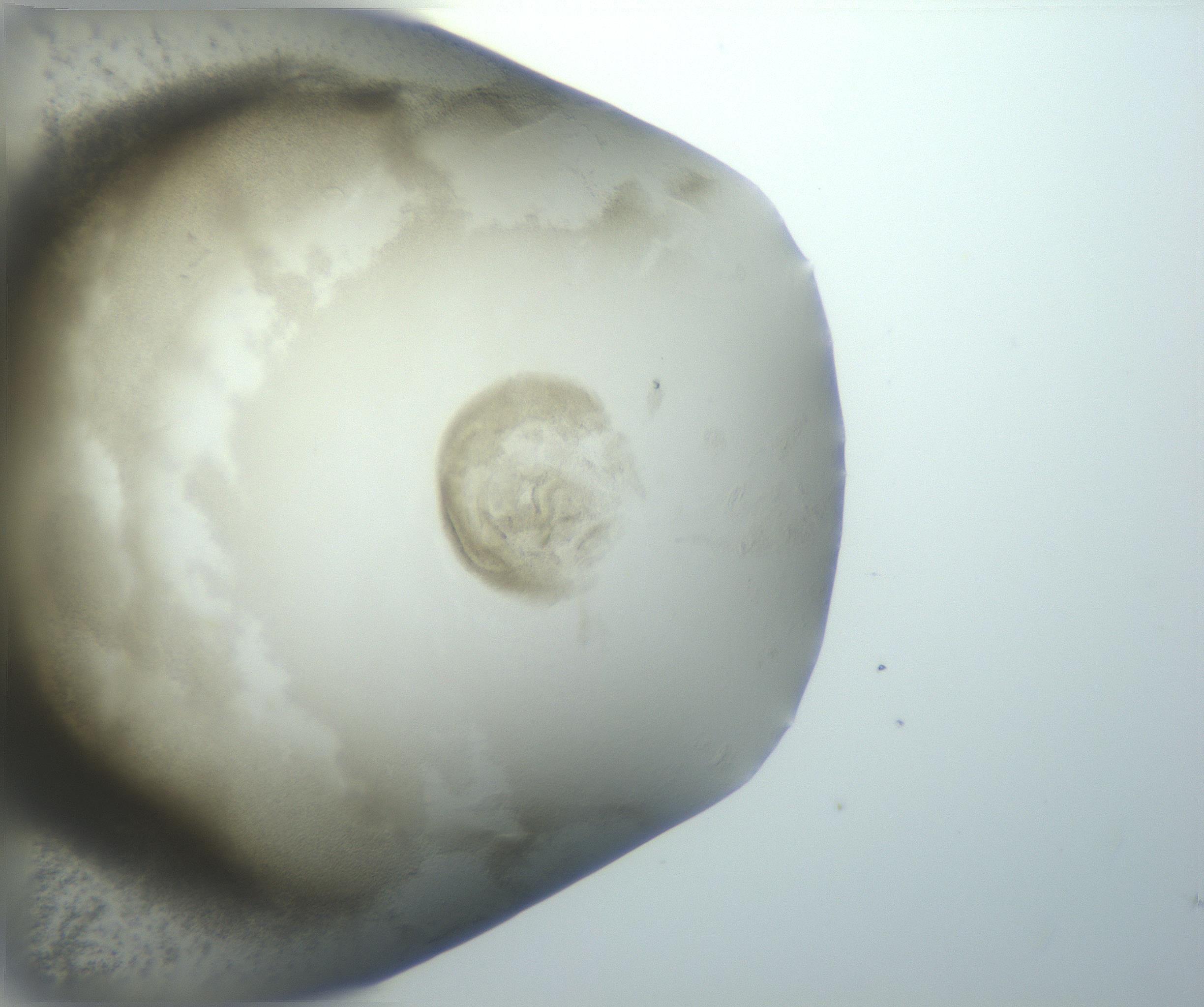 RI01_03_000_0212_Proj1_Clon1_MC_0000MC102801_006_161013_03_07_02_00_99_002_001_RAI.jpg