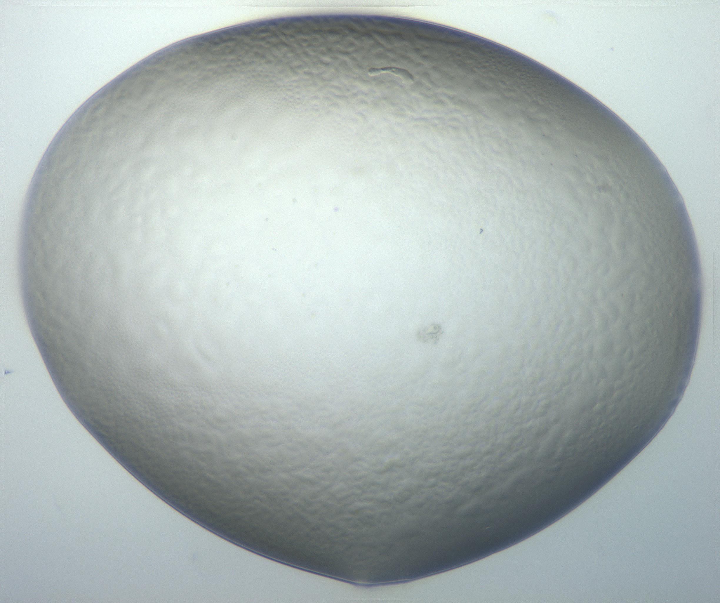 RI01_03_000_0212_Proj1_Clon1_MC_0000MC102801_006_161013_04_08_02_00_99_002_001_RAI.jpg