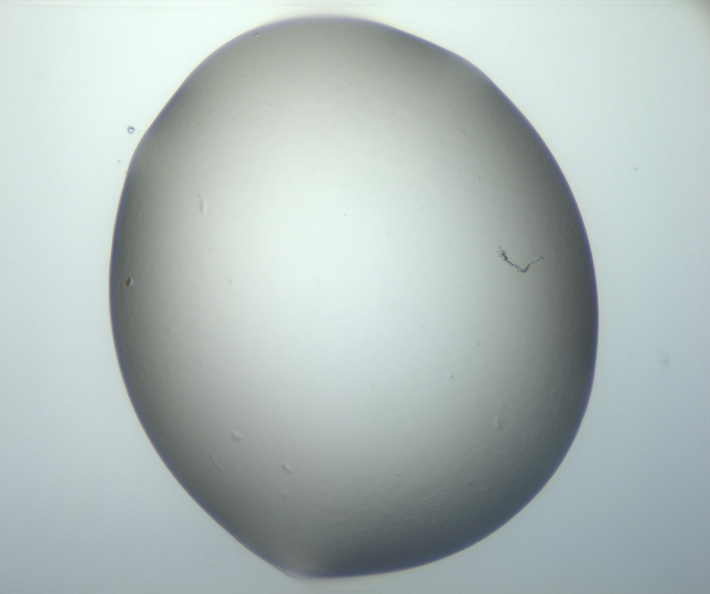 RI01_03_000_0212_Proj1_Clon1_MC_0000MC102801_006_161013_05_04_01_00_99_002_001_RAI.jpg