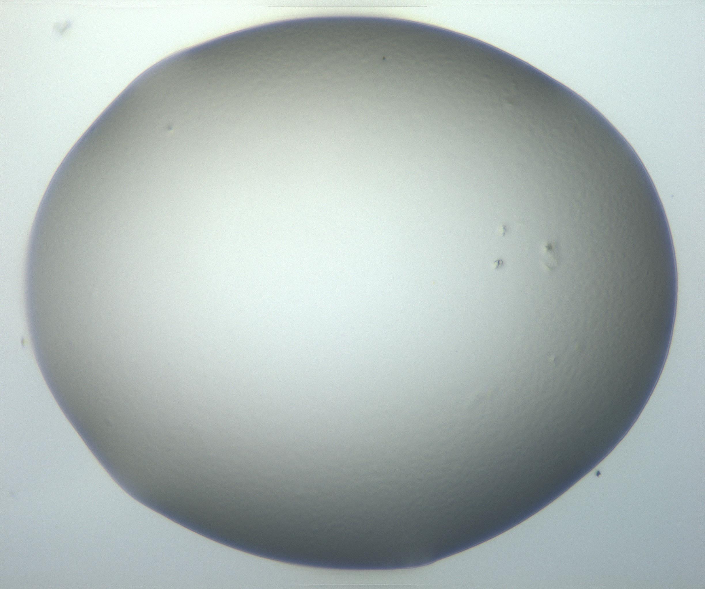 RI01_03_000_0212_Proj1_Clon1_MC_0000MC102801_006_161013_05_06_01_00_99_002_001_RAI.jpg