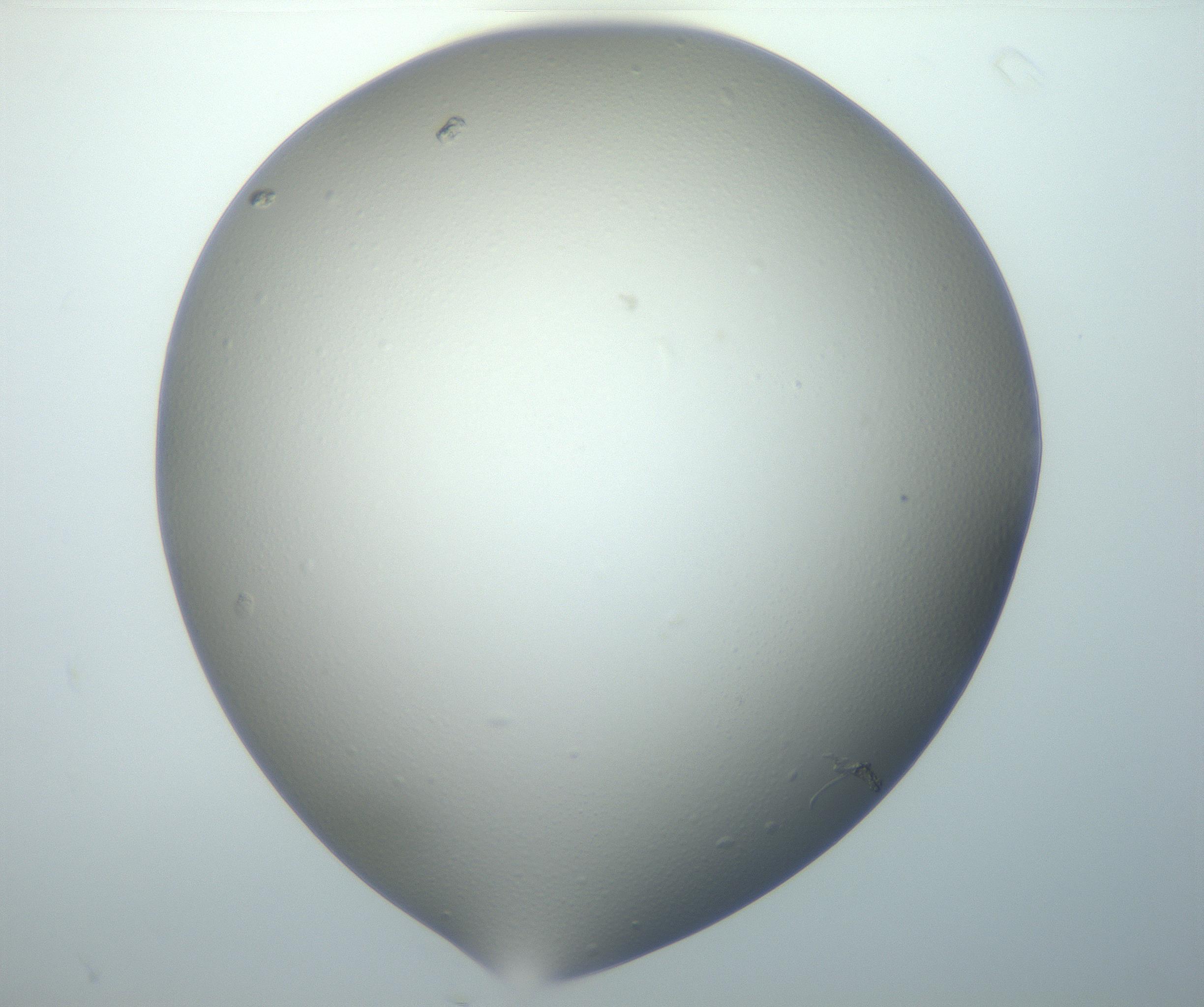 RI01_03_000_0212_Proj1_Clon1_MC_0000MC102801_006_161013_05_06_02_00_99_002_001_RAI.jpg