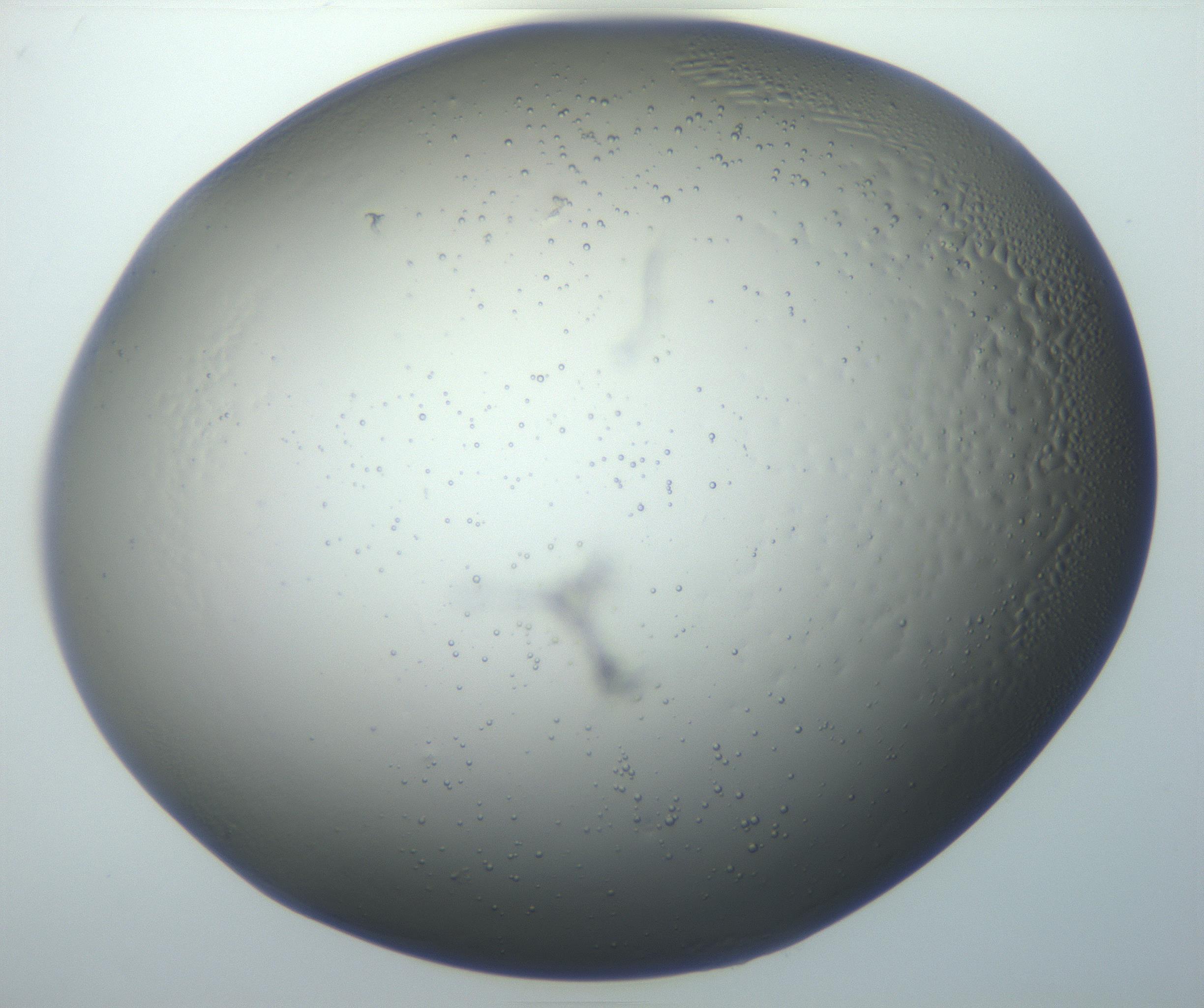 RI01_03_000_0212_Proj1_Clon1_MC_0000MC102801_006_161013_05_08_01_00_99_002_001_RAI.jpg