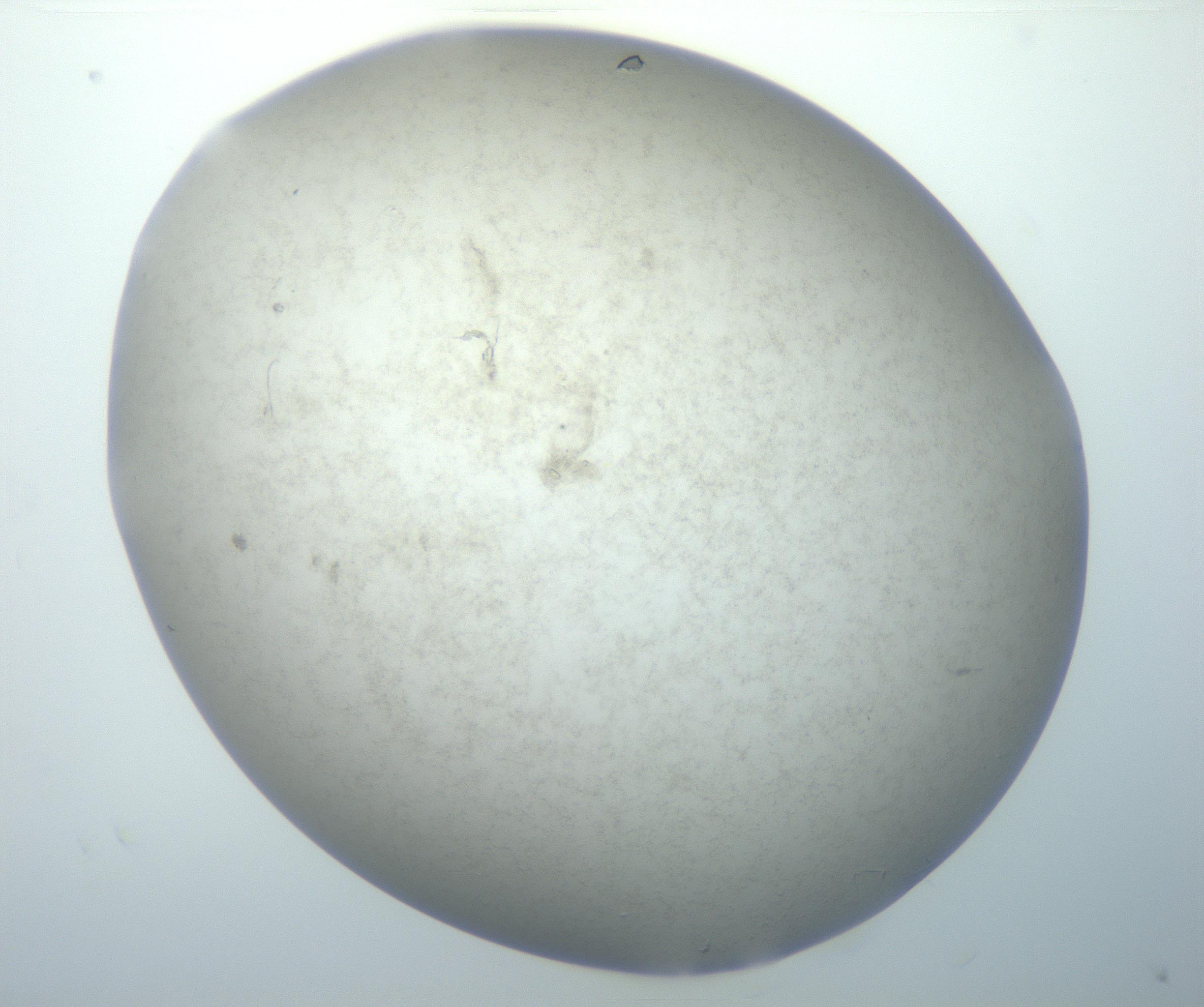 RI01_03_000_0212_Proj1_Clon1_MC_0000MC102801_006_161013_06_03_02_00_99_002_001_RAI.jpg