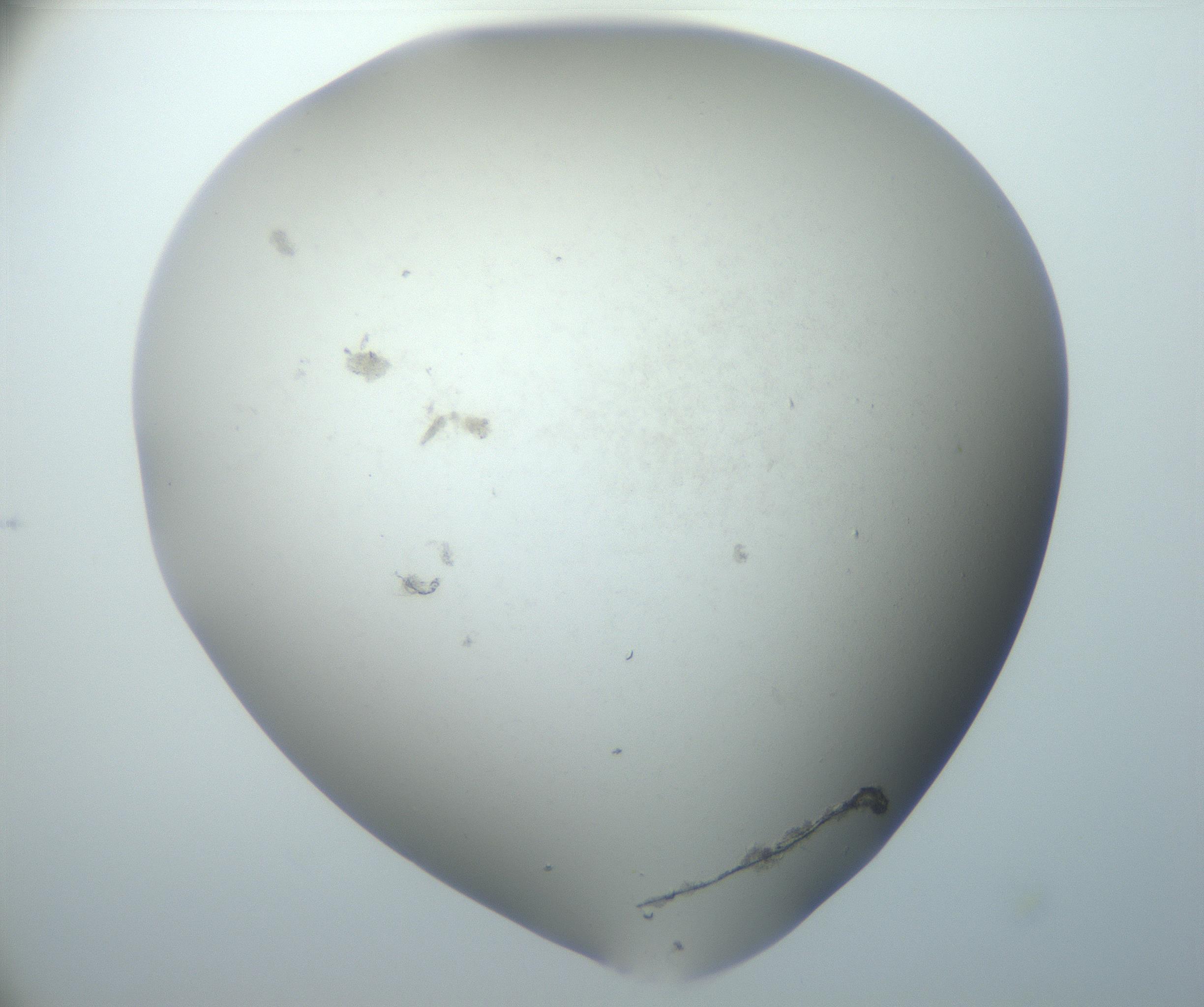 RI01_03_000_0212_Proj1_Clon1_MC_0000MC102801_006_161013_06_07_02_00_99_002_001_RAI.jpg