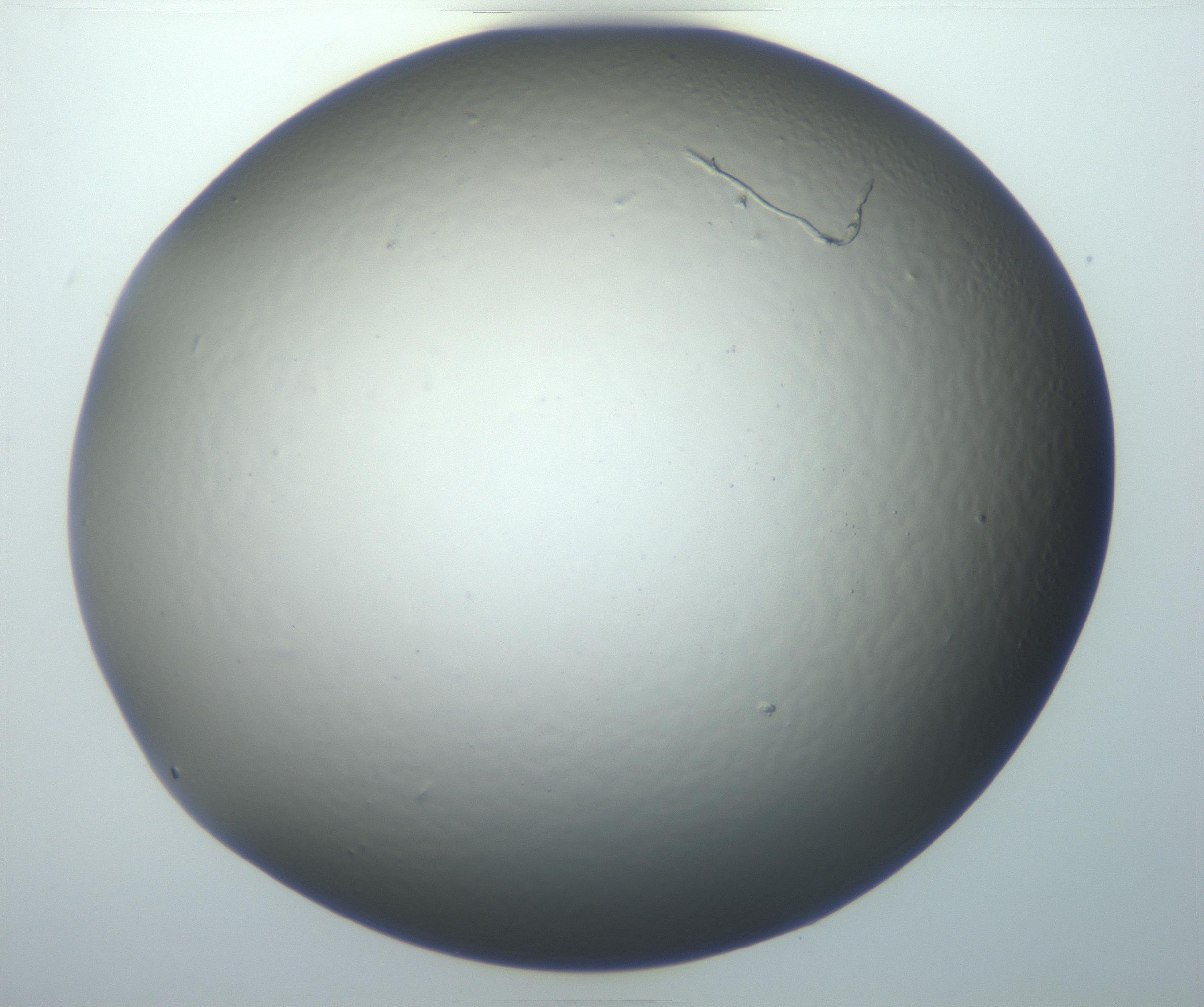 RI01_03_000_0212_Proj1_Clon1_MC_0000MC102801_006_161013_06_08_01_00_99_002_001_RAI.jpg