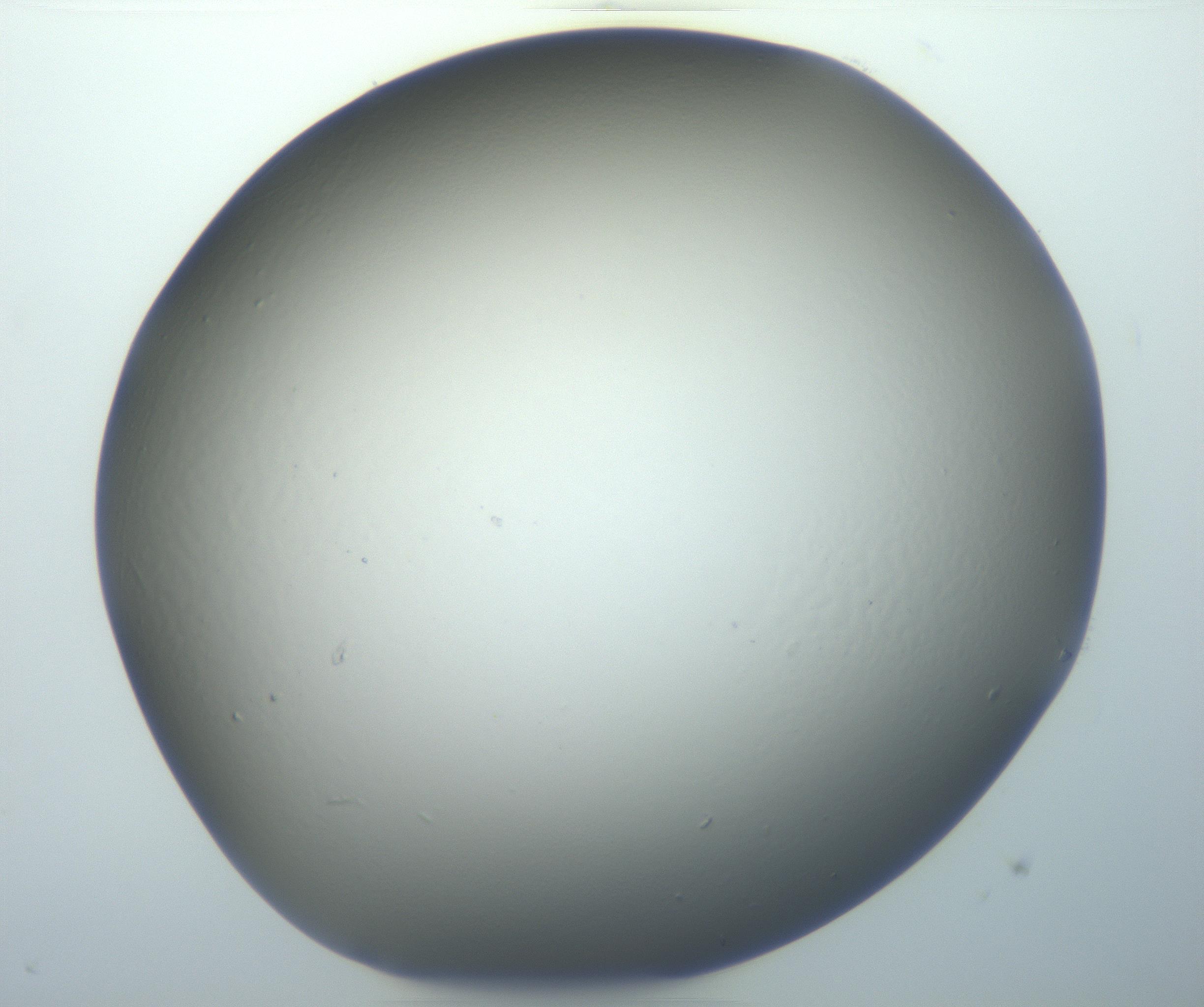 RI01_03_000_0212_Proj1_Clon1_MC_0000MC102801_006_161013_07_02_01_00_99_002_001_RAI.jpg
