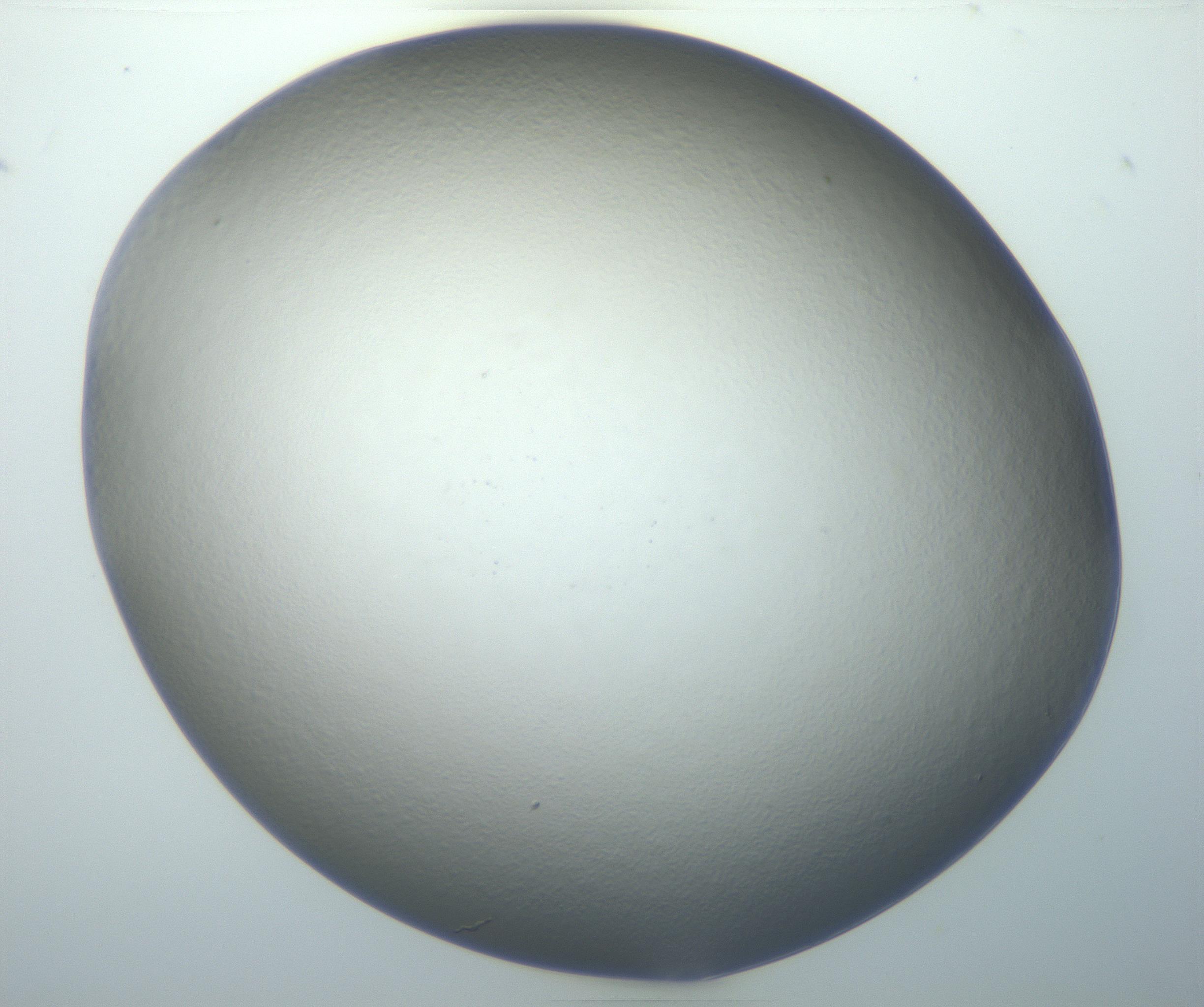 RI01_03_000_0212_Proj1_Clon1_MC_0000MC102801_006_161013_07_03_02_00_99_002_001_RAI.jpg