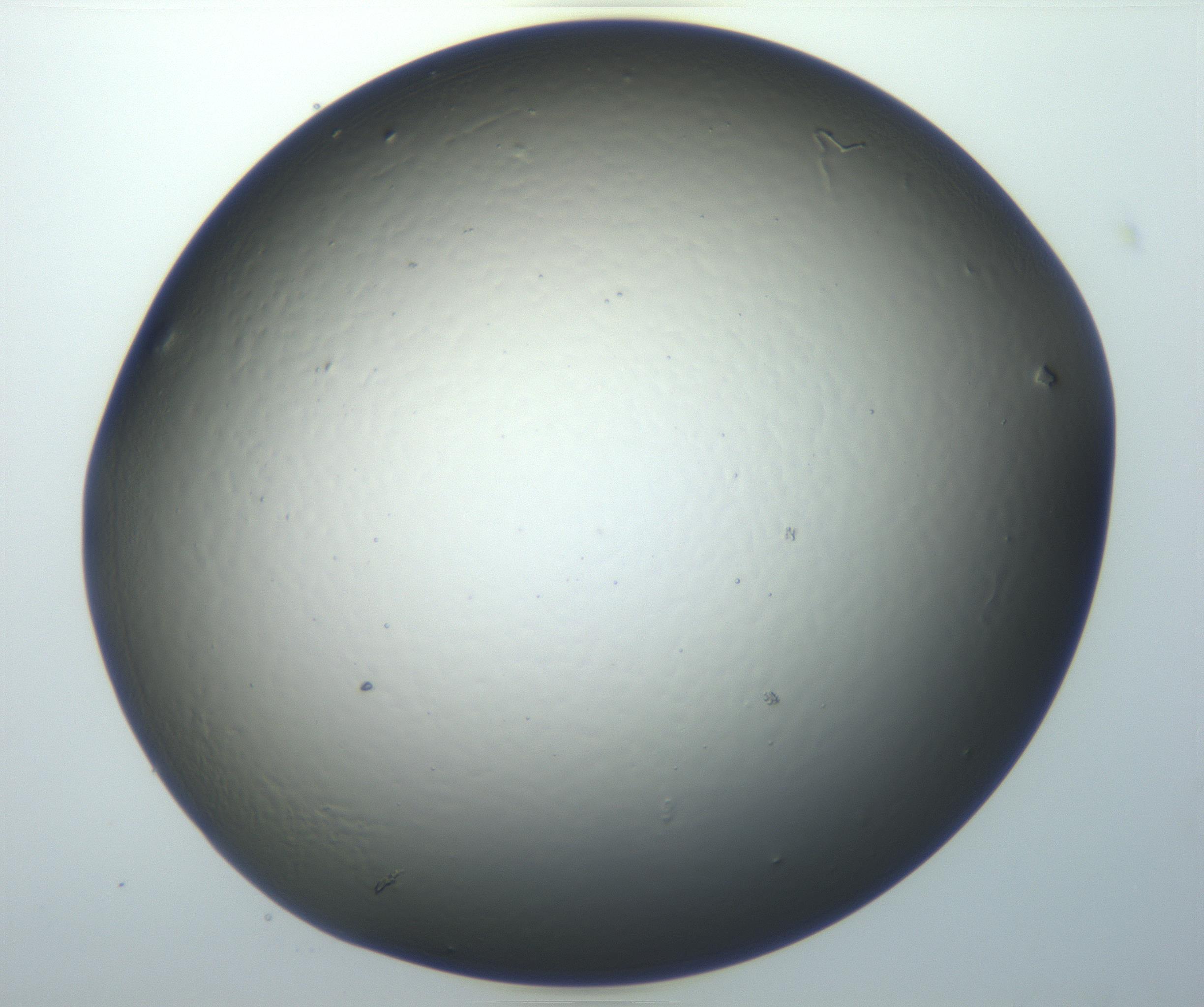 RI01_03_000_0212_Proj1_Clon1_MC_0000MC102801_006_161013_07_07_01_00_99_002_001_RAI.jpg