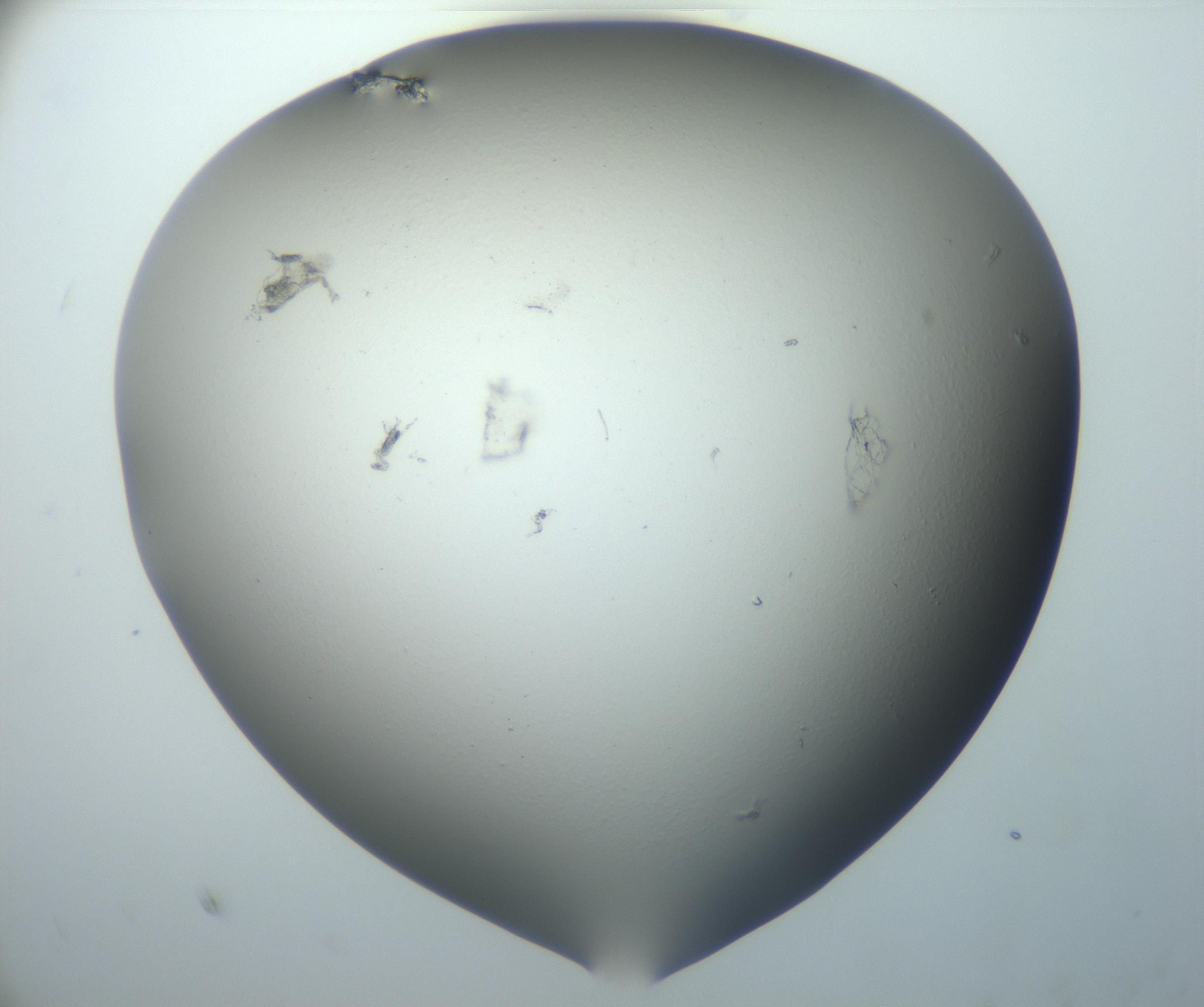 RI01_03_000_0212_Proj1_Clon1_MC_0000MC102801_006_161013_07_07_02_00_99_002_001_RAI.jpg