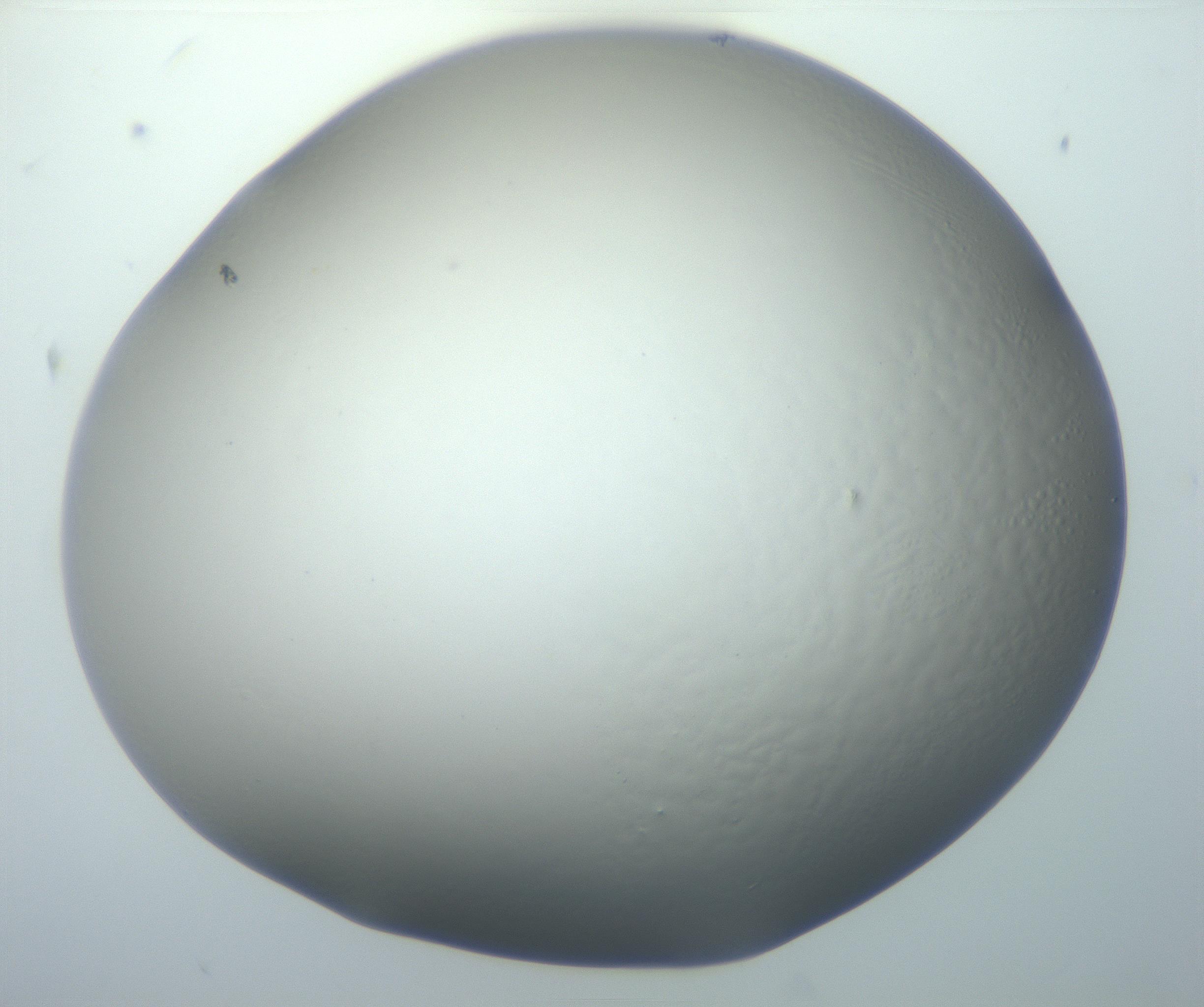 RI01_03_000_0212_Proj1_Clon1_MC_0000MC102801_006_161013_07_08_01_00_99_002_001_RAI.jpg