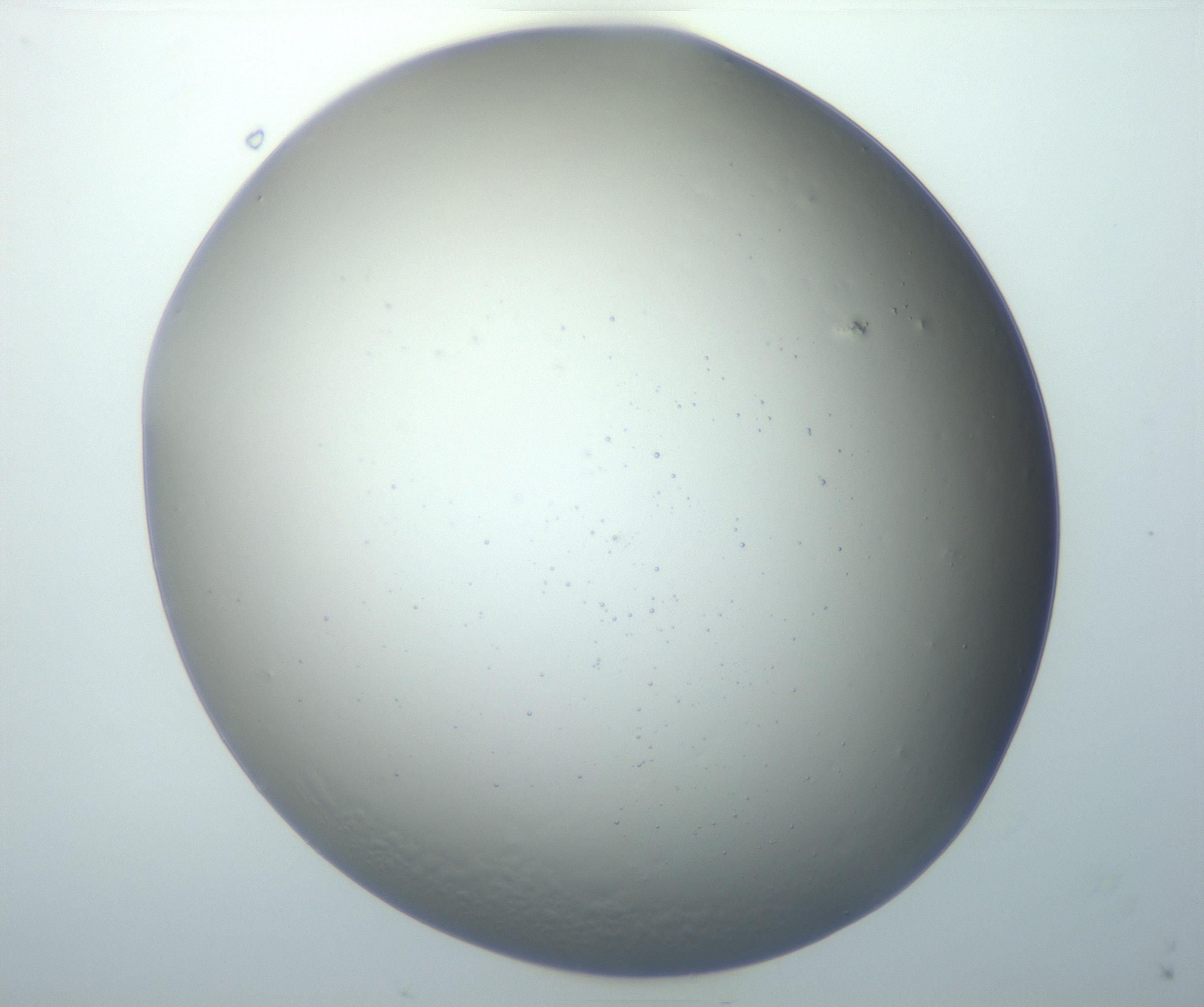 RI01_03_000_0212_Proj1_Clon1_MC_0000MC102801_006_161013_08_05_01_00_99_002_001_RAI.jpg