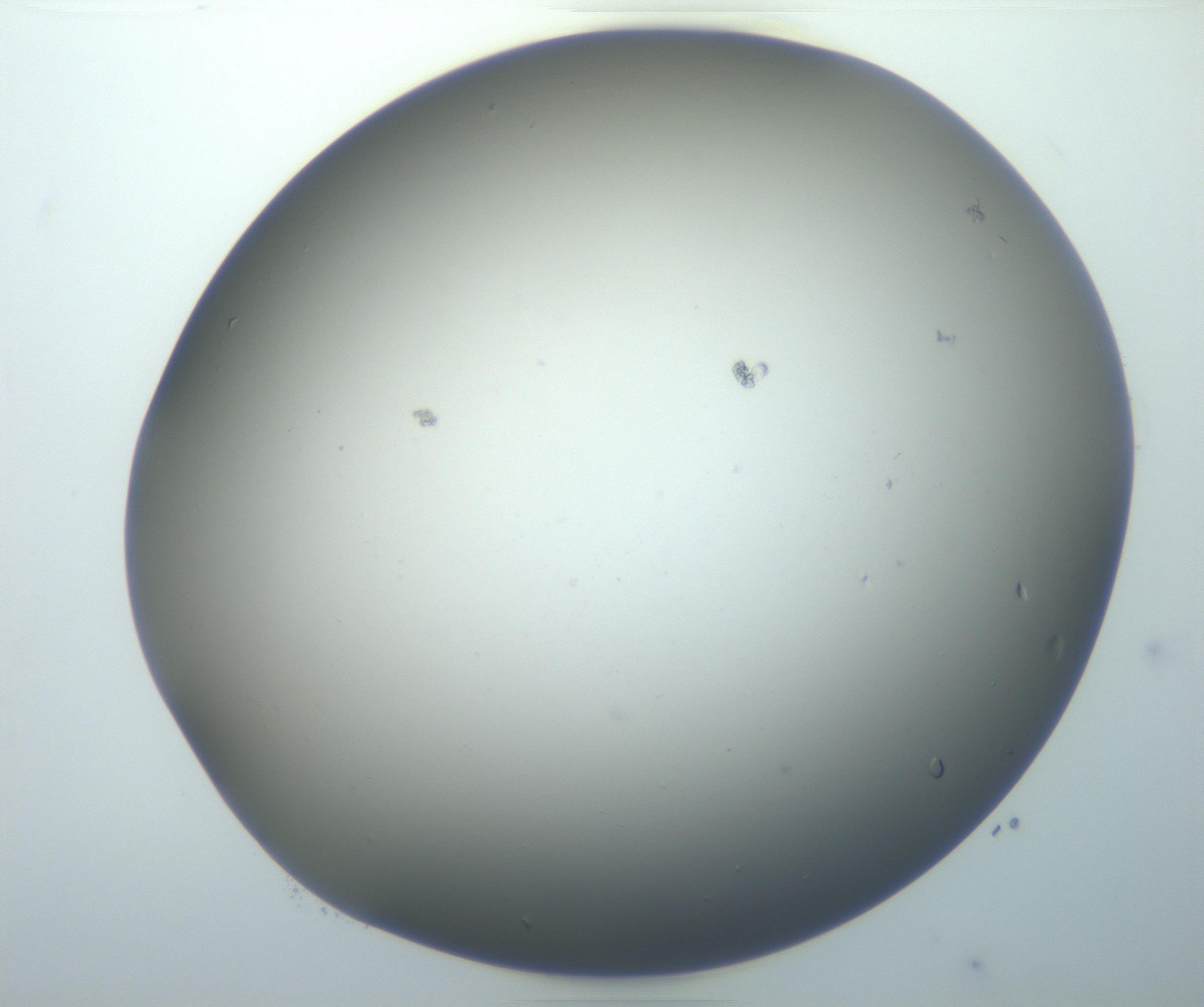 RI01_03_000_0212_Proj1_Clon1_MC_0000MC102801_006_161013_08_07_01_00_99_002_001_RAI.jpg