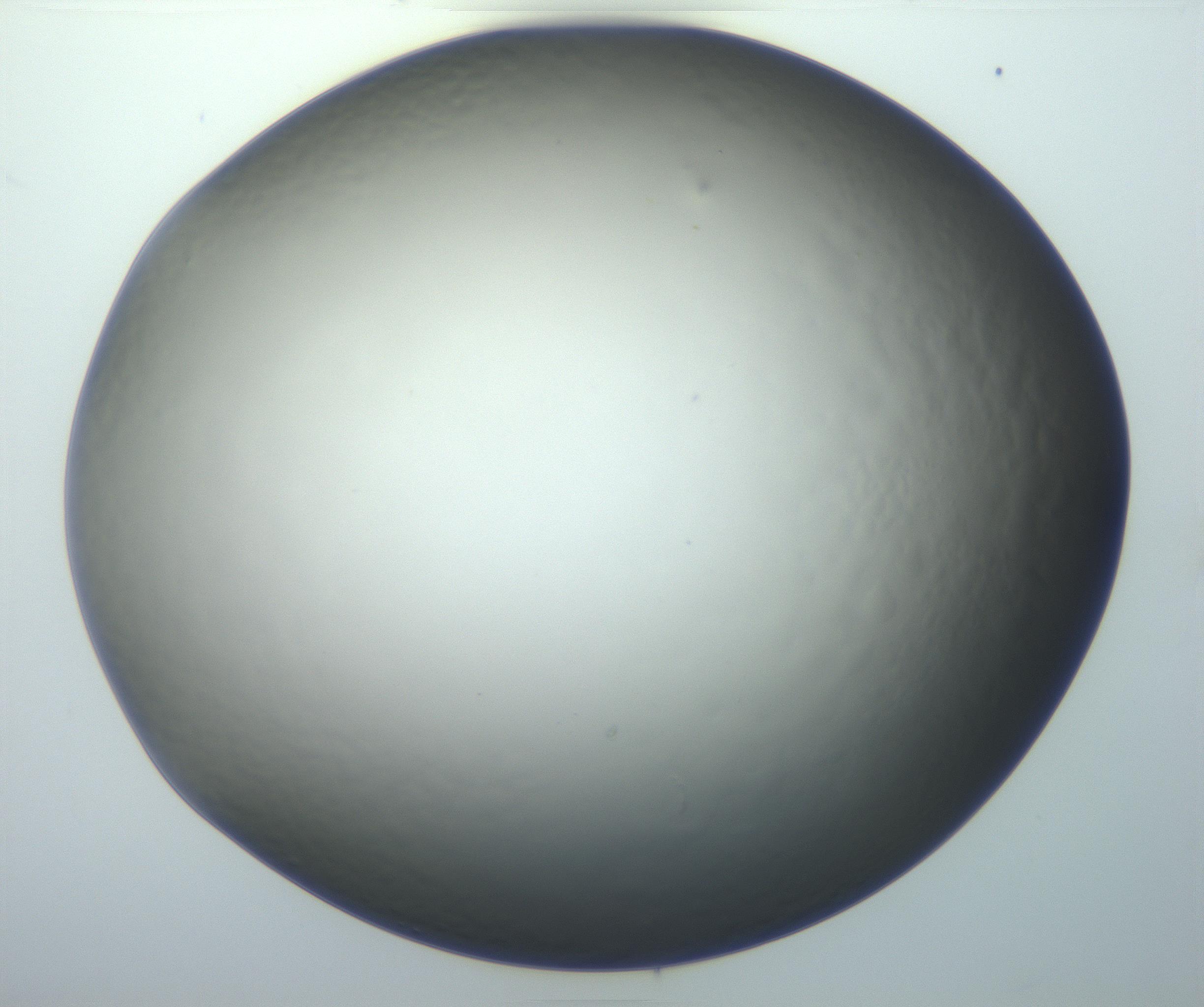 RI01_03_000_0212_Proj1_Clon1_MC_0000MC102801_006_161013_08_08_01_00_99_002_001_RAI.jpg