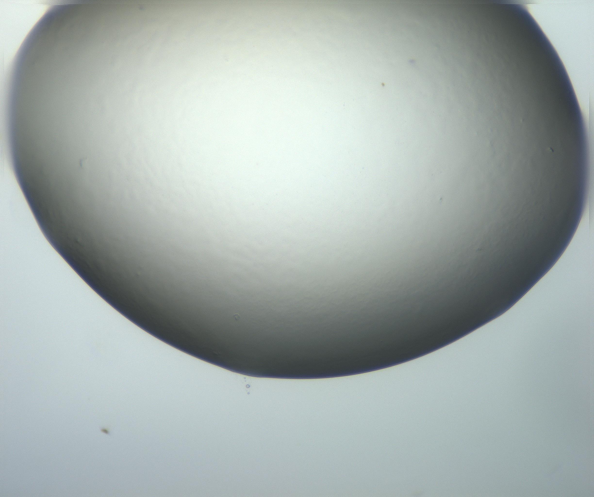 RI01_03_000_0212_Proj1_Clon1_MC_0000MC102801_006_161013_08_08_02_00_99_002_001_RAI.jpg