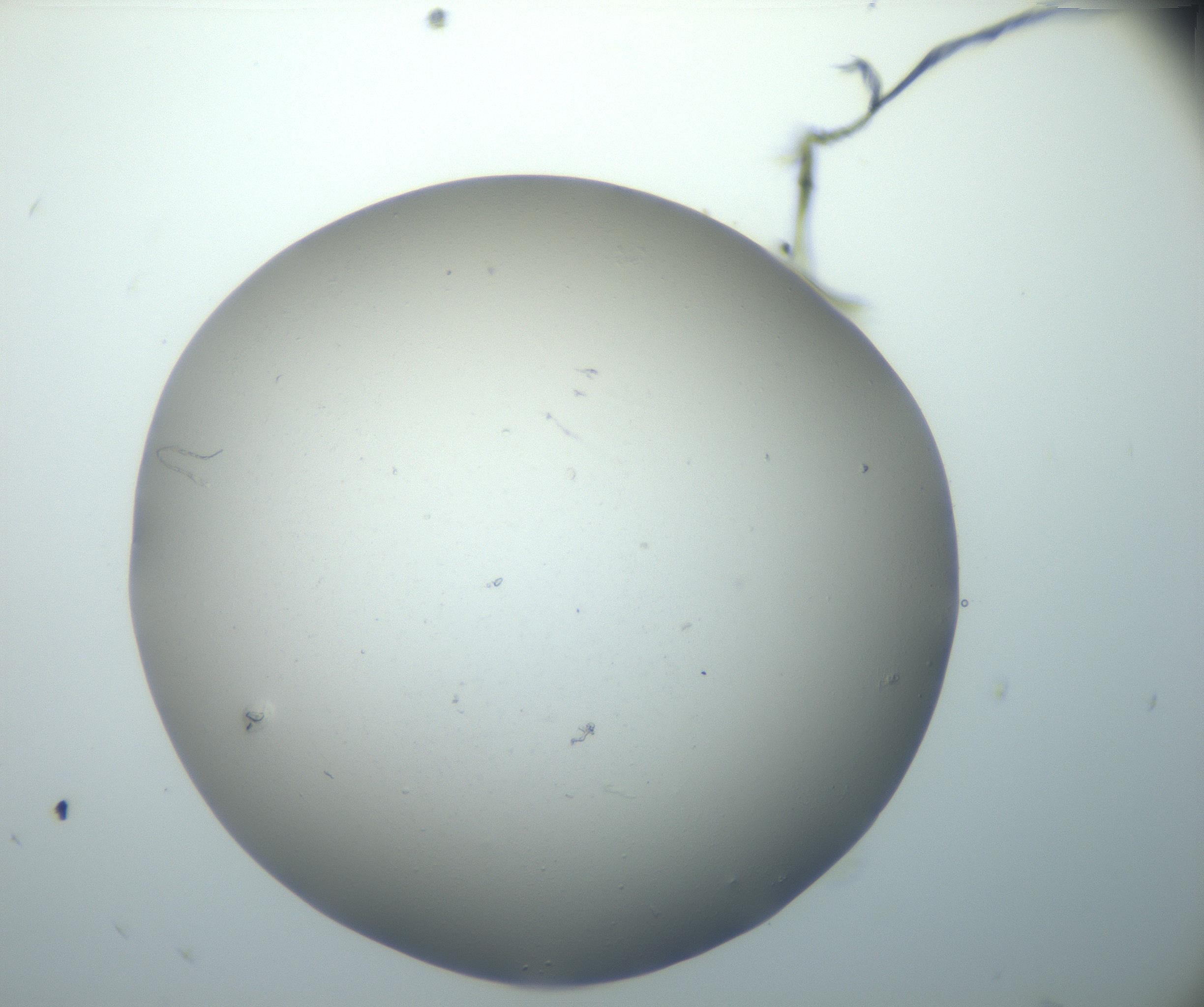 RI01_03_000_0212_Proj1_Clon1_MC_0000MC102801_006_161013_09_03_02_00_99_002_001_RAI.jpg