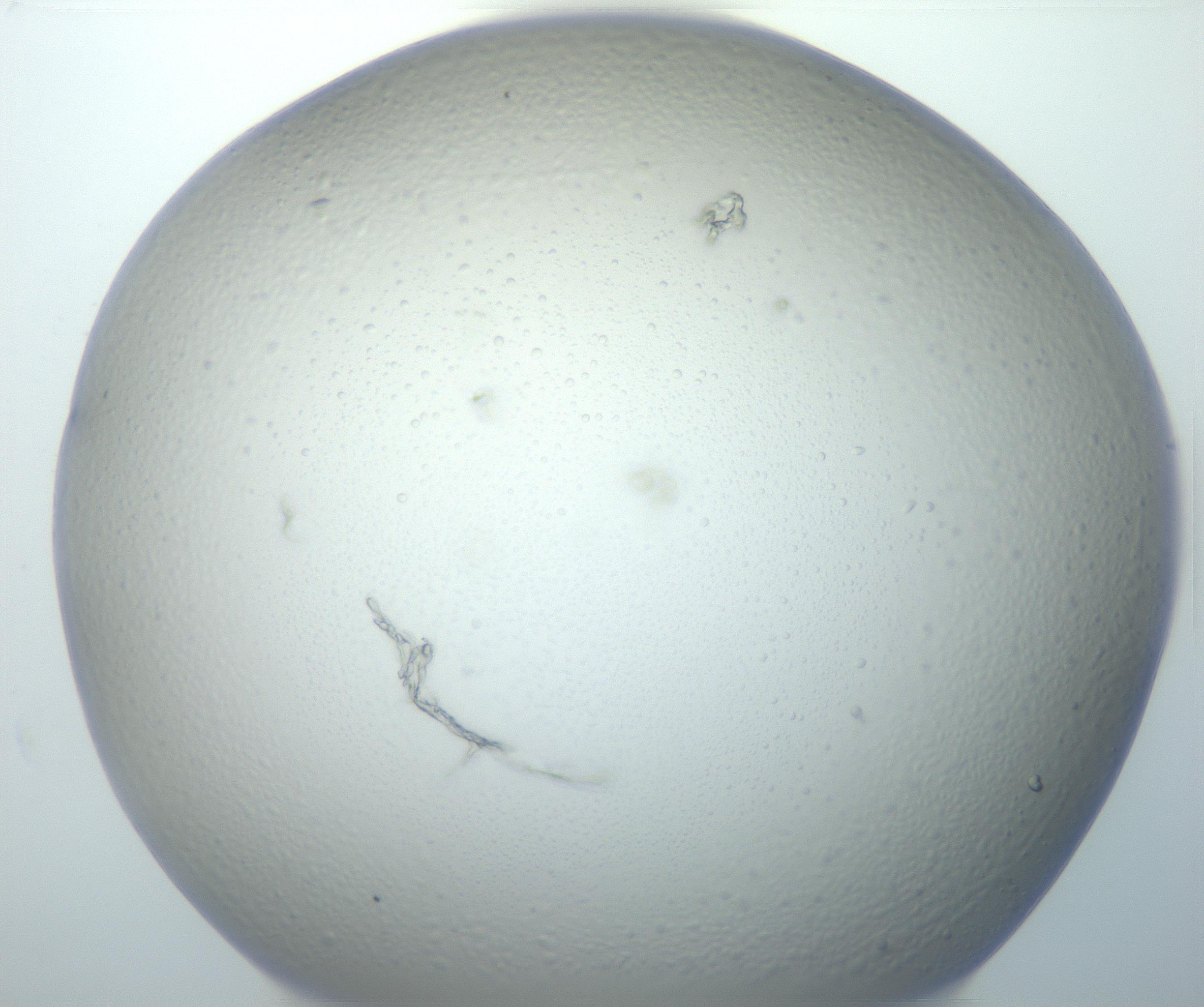RI01_03_000_0212_Proj1_Clon1_MC_0000MC102801_006_161013_09_05_02_00_99_002_001_RAI.jpg