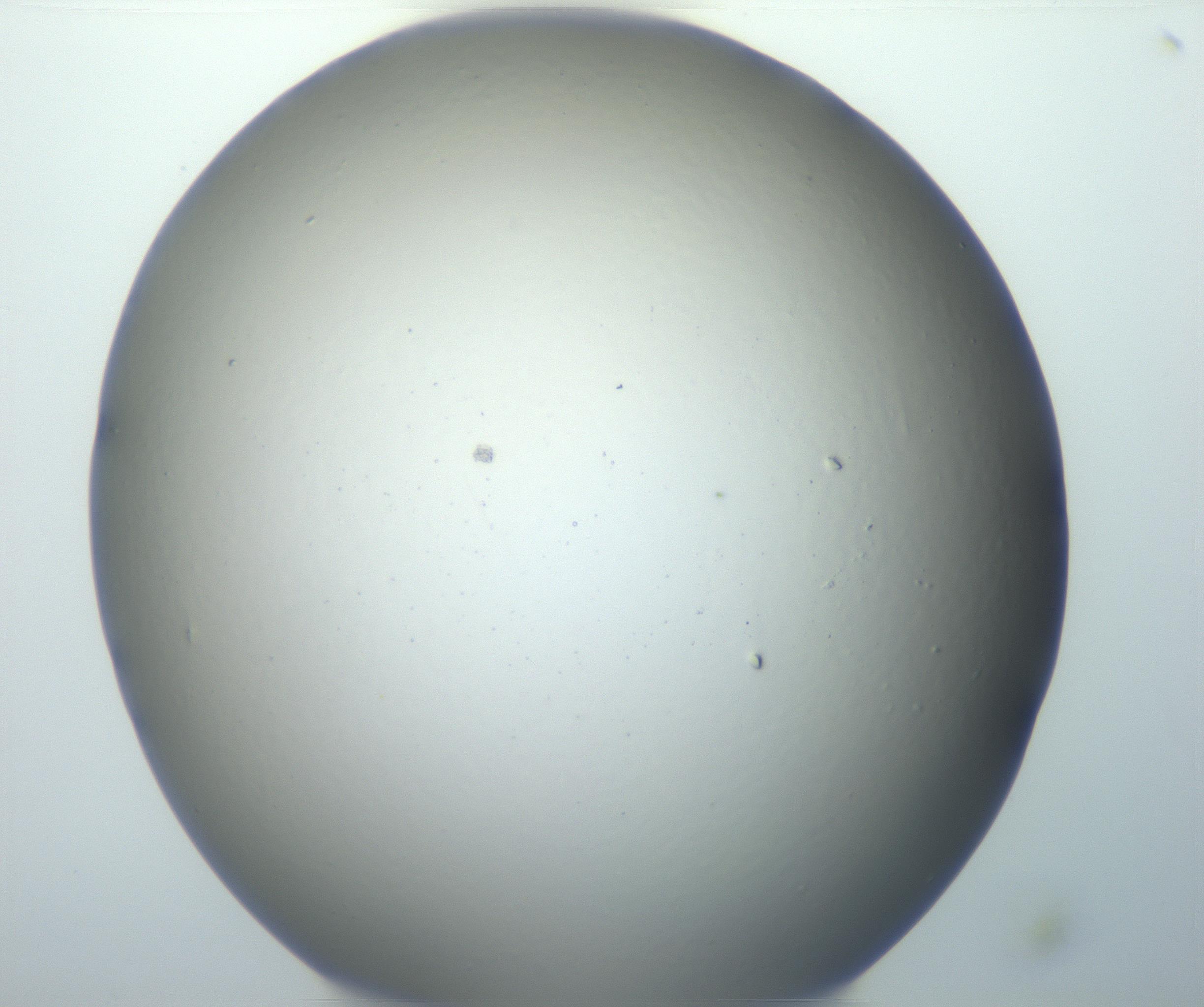 RI01_03_000_0212_Proj1_Clon1_MC_0000MC102801_006_161013_10_03_01_00_99_002_001_RAI.jpg