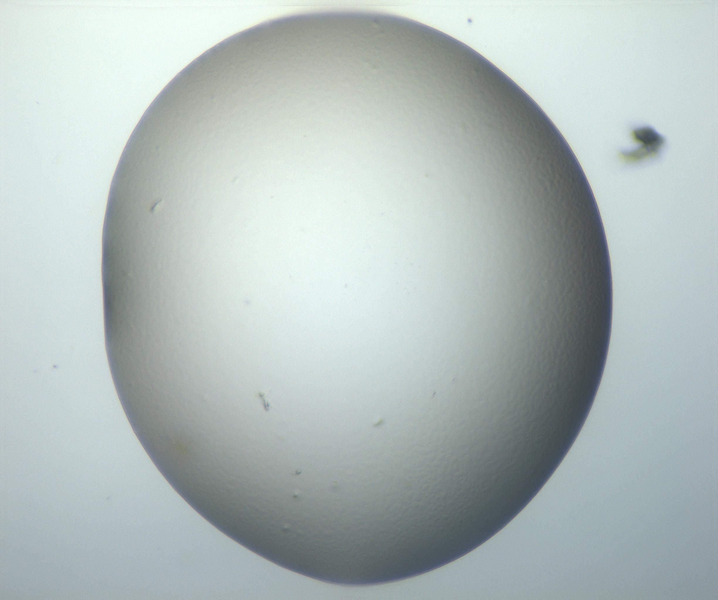 RI01_03_000_0212_Proj1_Clon1_MC_0000MC102801_006_161013_10_04_01_00_99_002_001_RAI.jpg